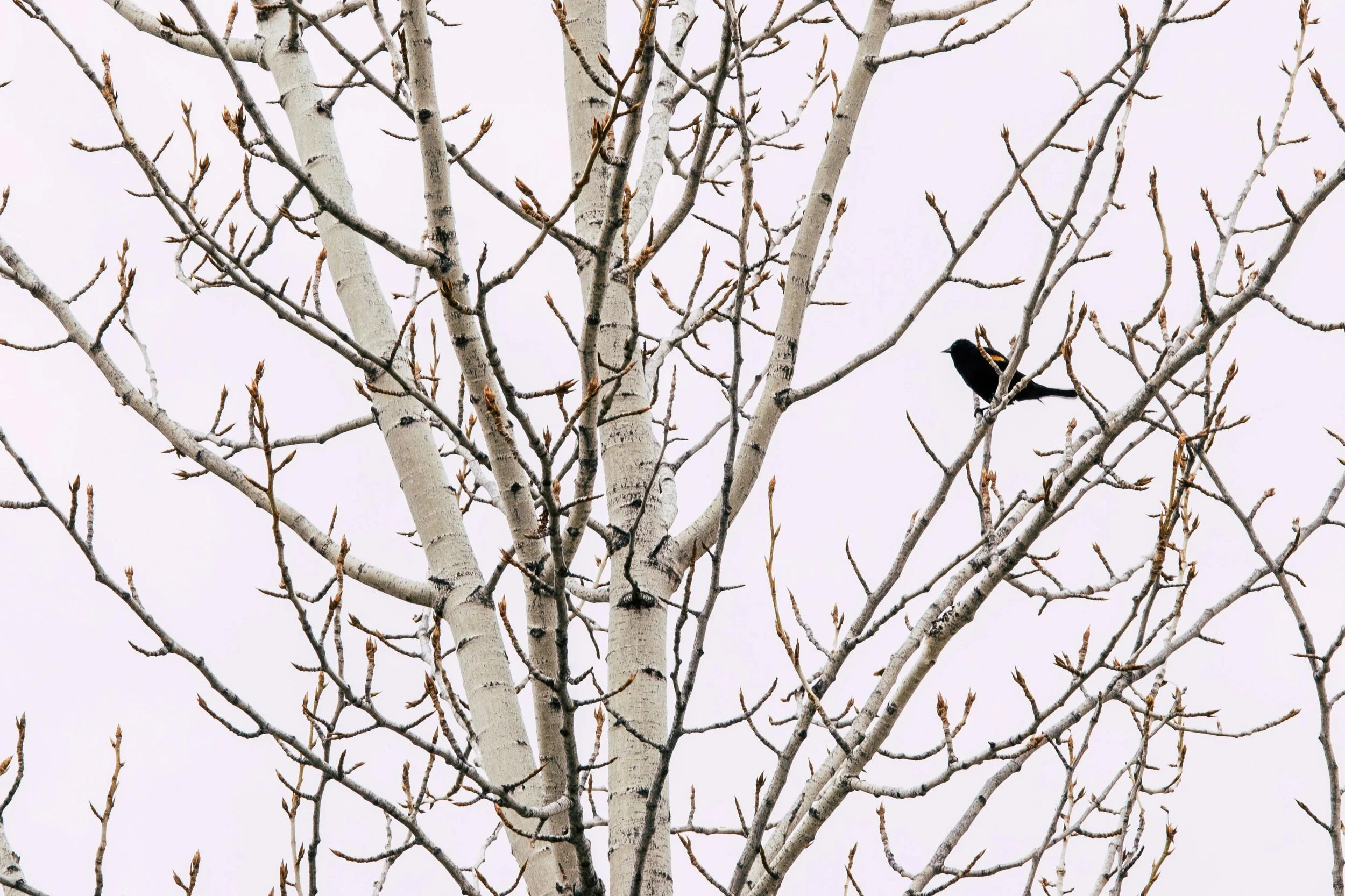 A black bird perched on a leafless tree with white bark against a pale sky.