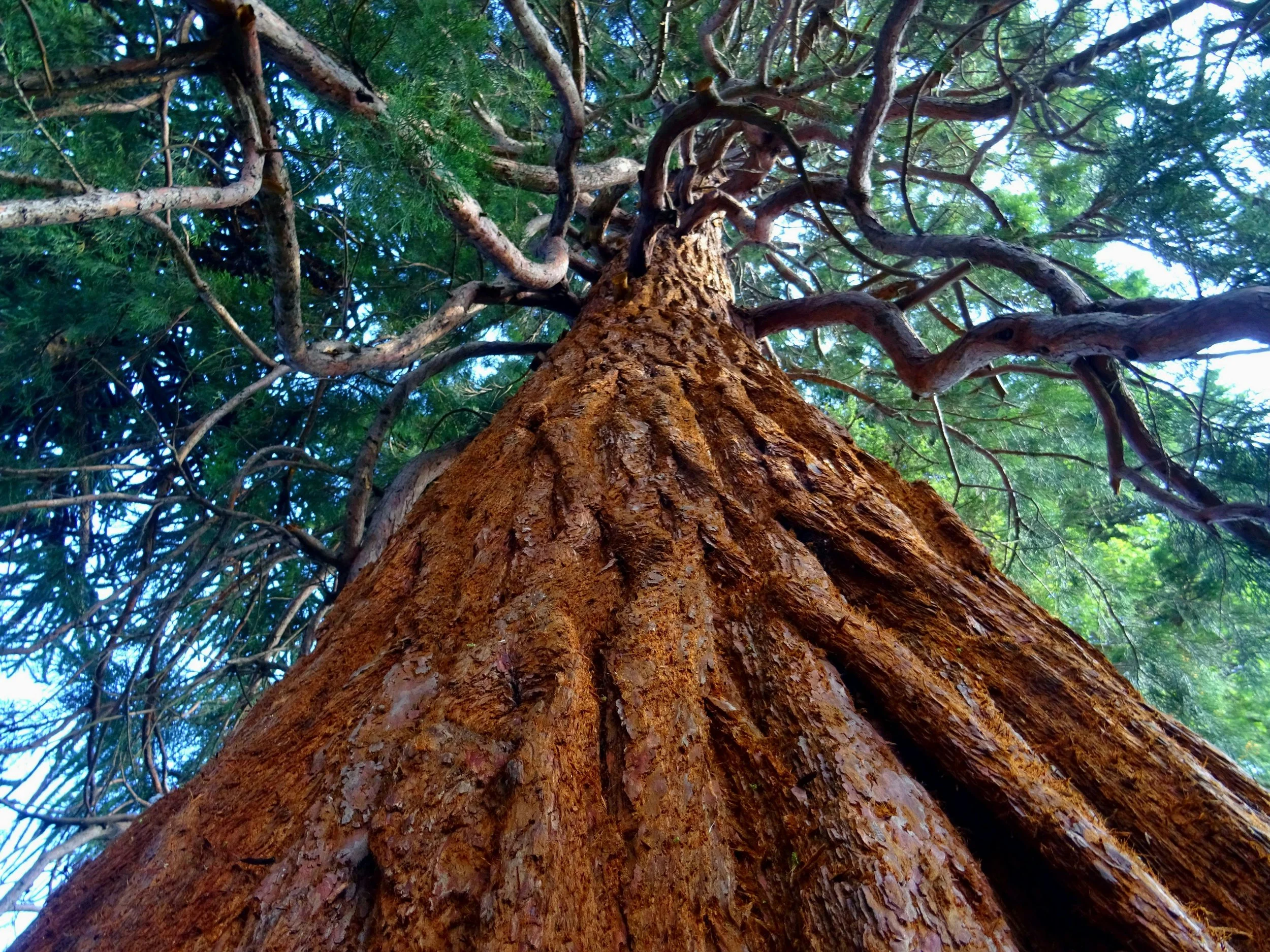 Looking up at a tall tree with textured bark and sprawling branches with green leaves against a bright sky.