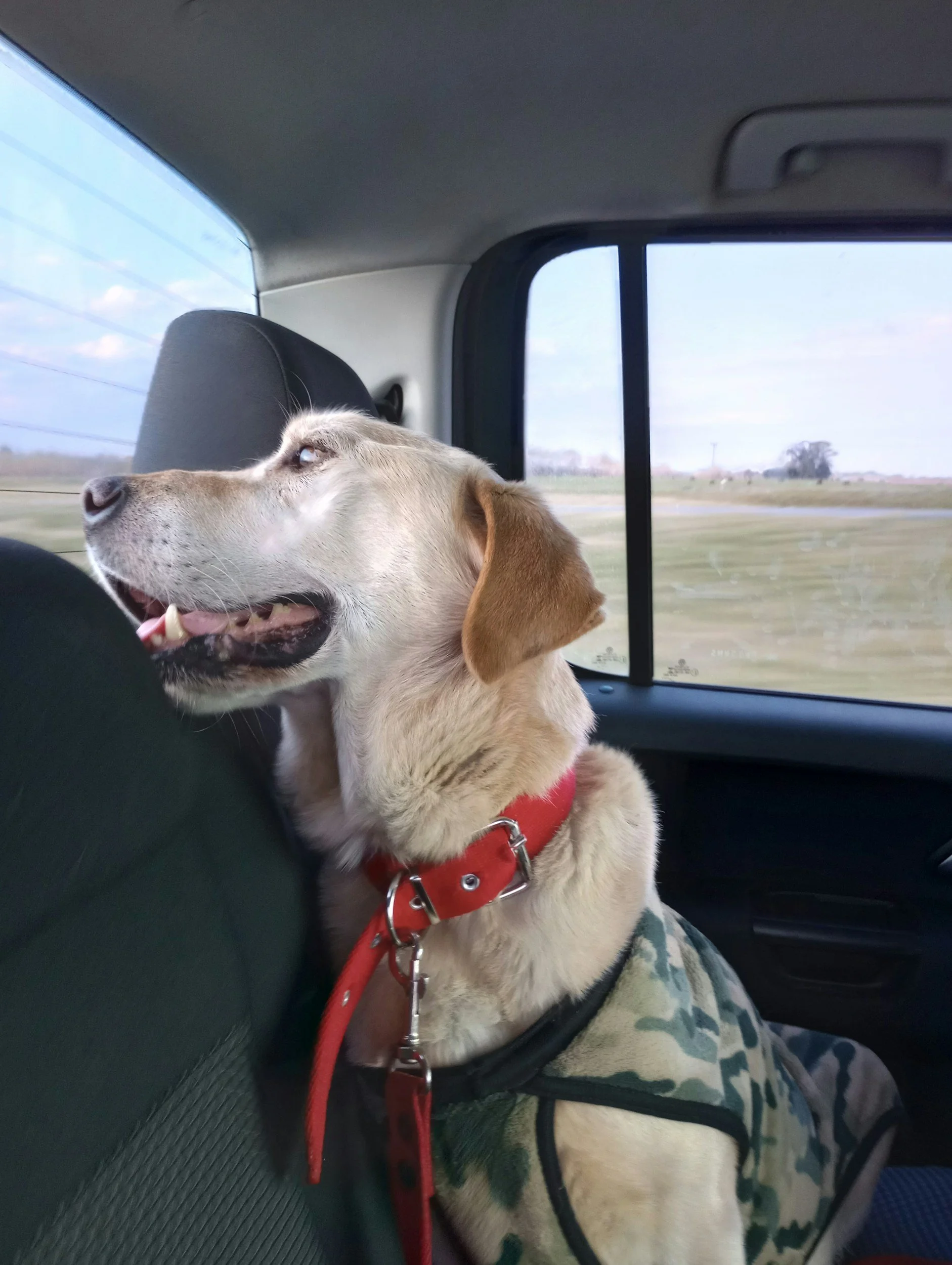 A dog with a red collar and a camouflage vest sitting on a car seat, looking out the window at the passing landscape.