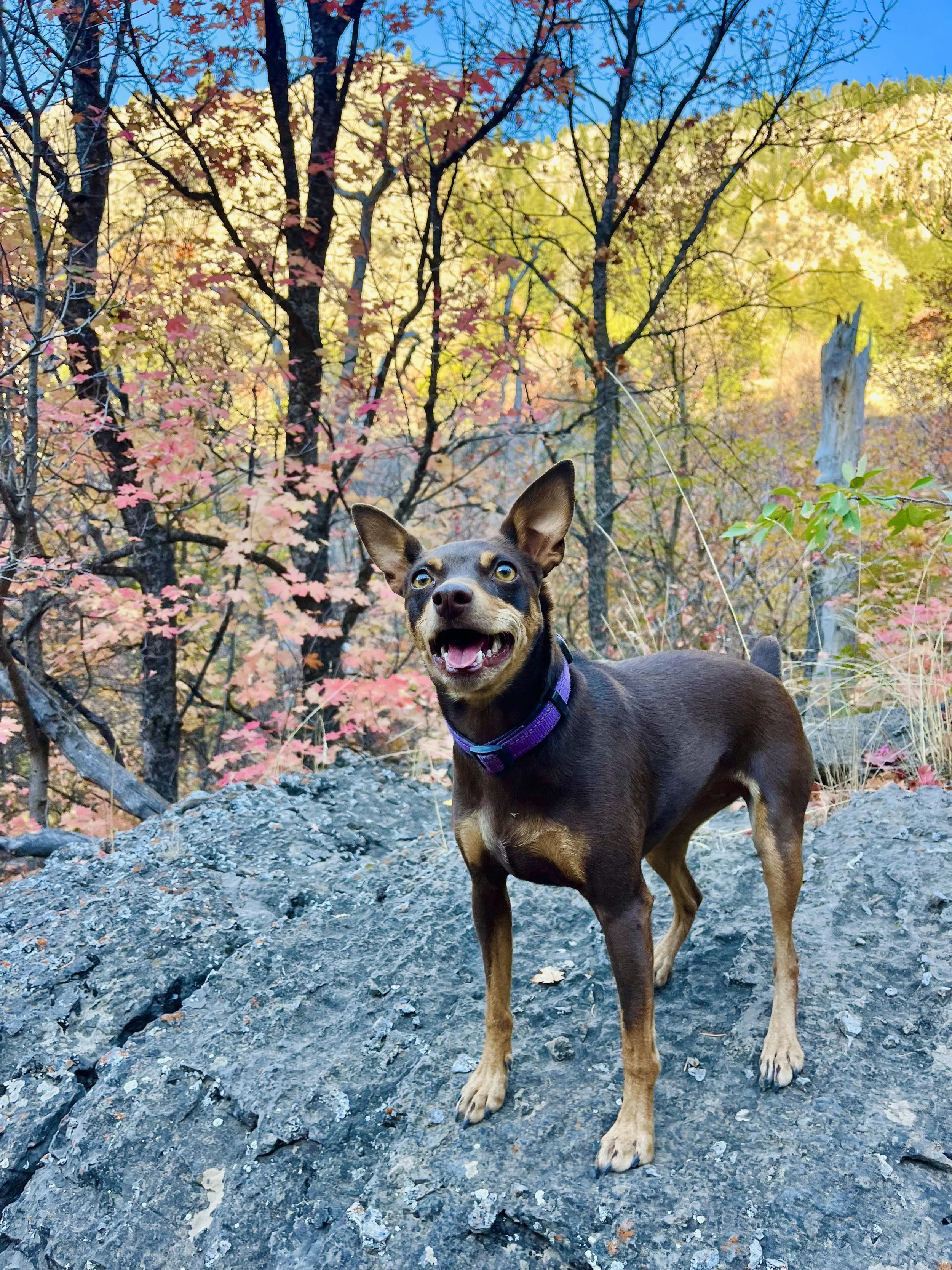 A small brown dog with tan markings on its face and legs, wearing a purple collar, standing on a large rock with a colorful autumn forest in the background.