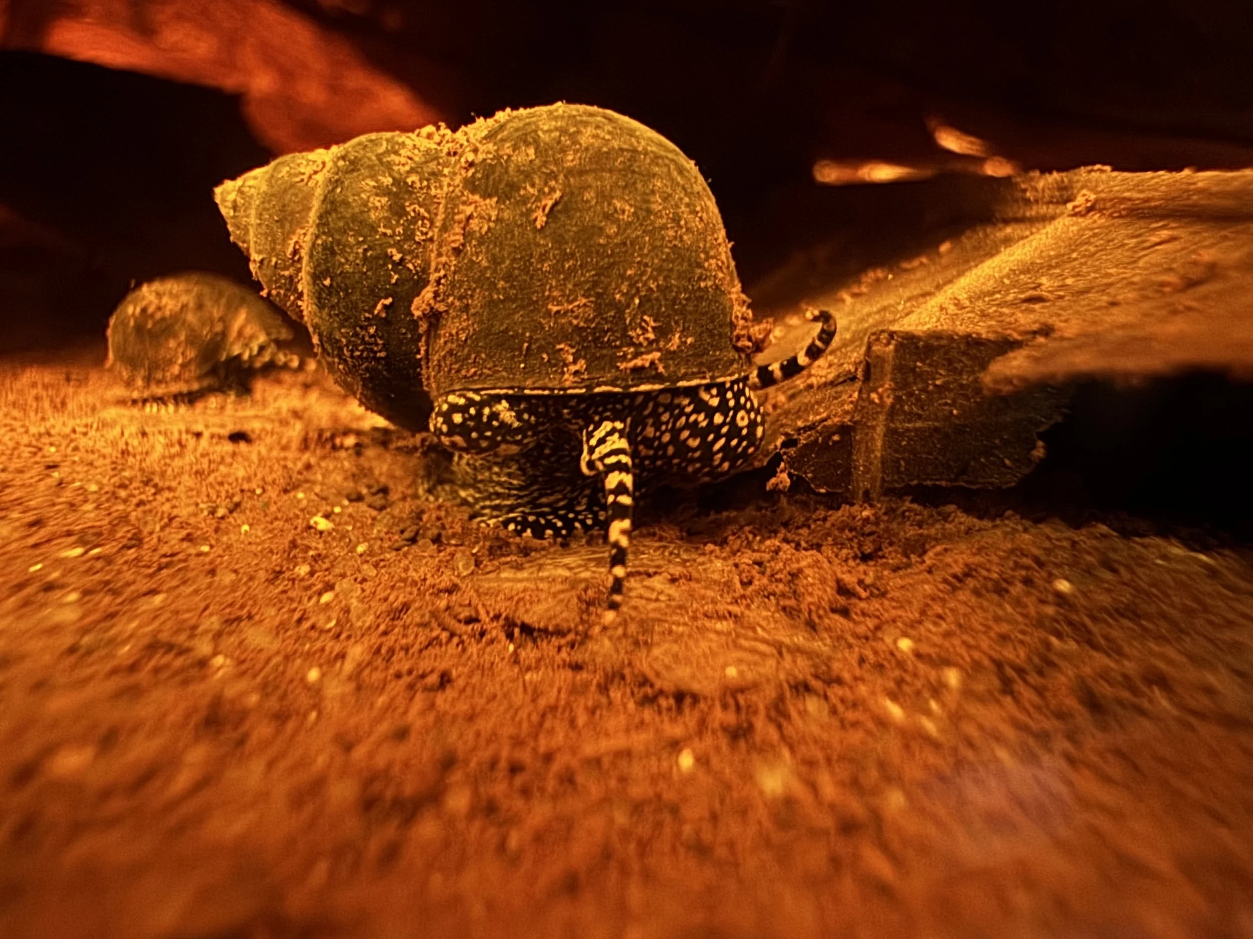 A black and orange spotted snail in a mud bed