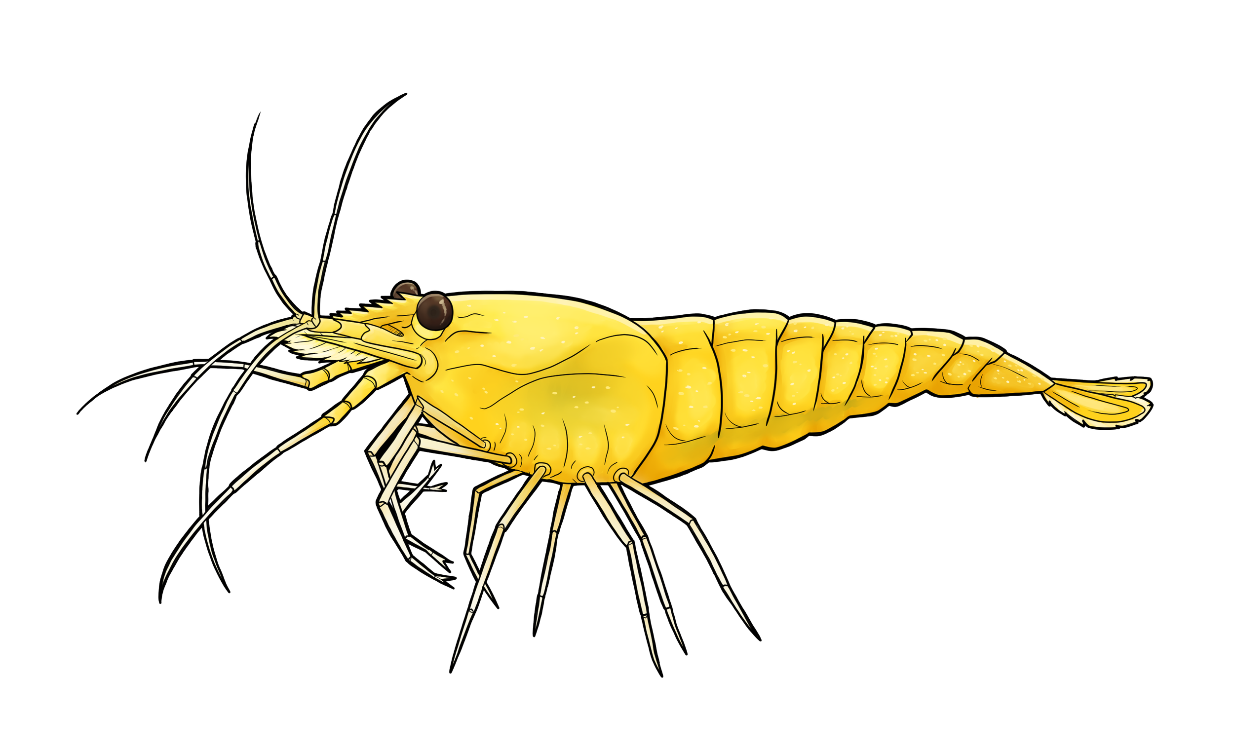 A detailed illustration of a yellow pesticide or chemical spray container with a metal lid, with a yellow shrimp-like creature with antennae and multiple legs lying next to it.