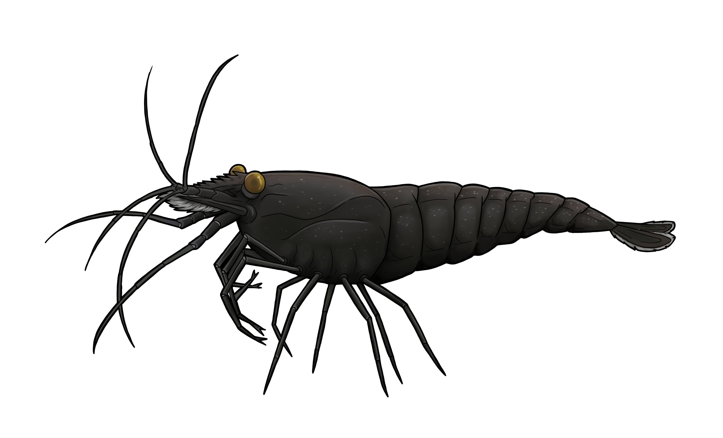 Illustration of a black shrimp with detailed legs and antennae, positioned next to a blank white rectangular space.