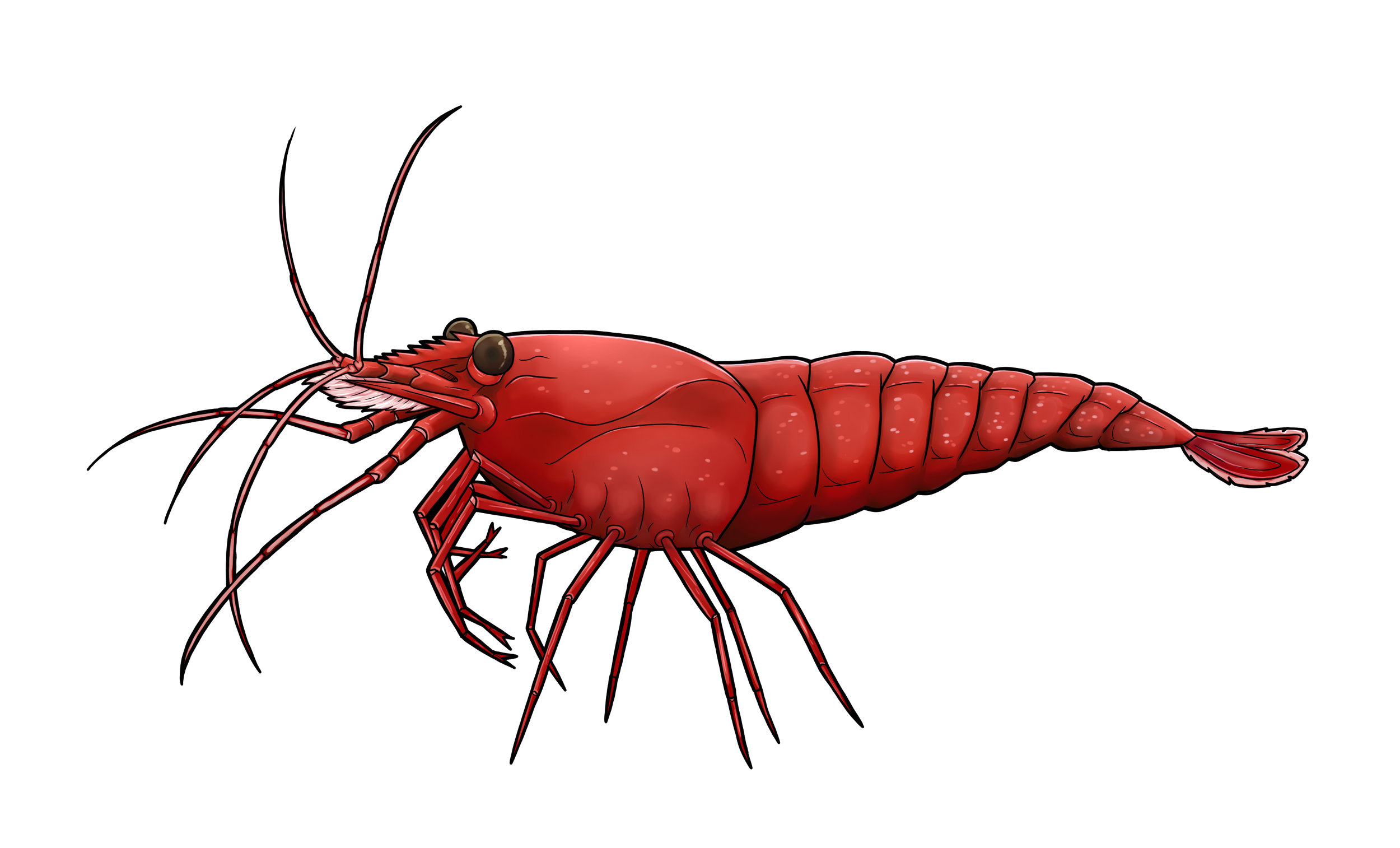 A detailed illustration of a red lobster next to a white and gray object, possibly a container or a machine part.