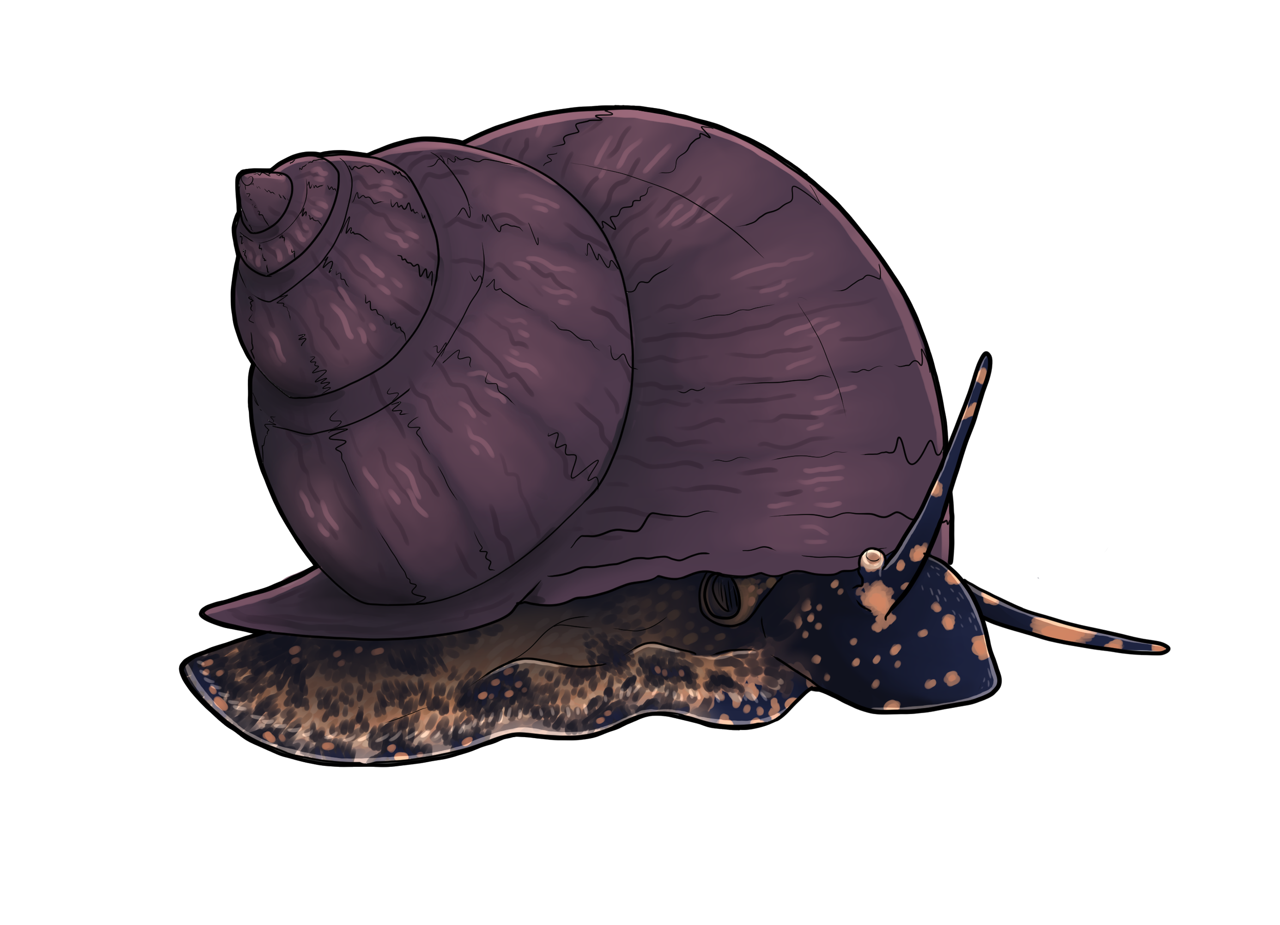 A digital illustration of a snail with a purple shell and a black and orange spotted body.