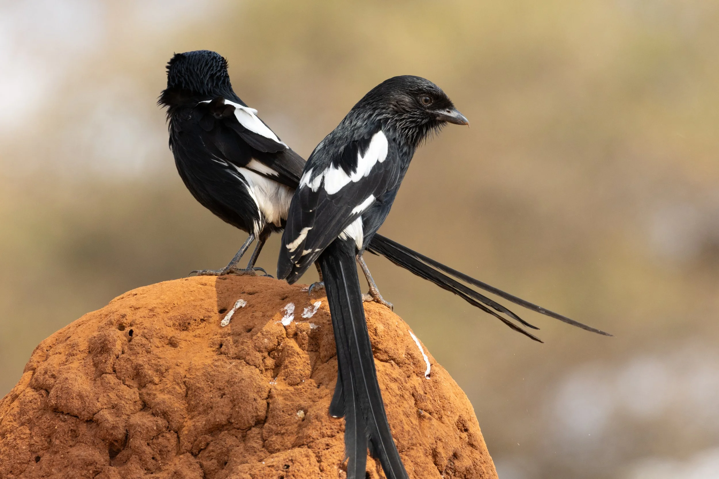 Magpie Shrike
