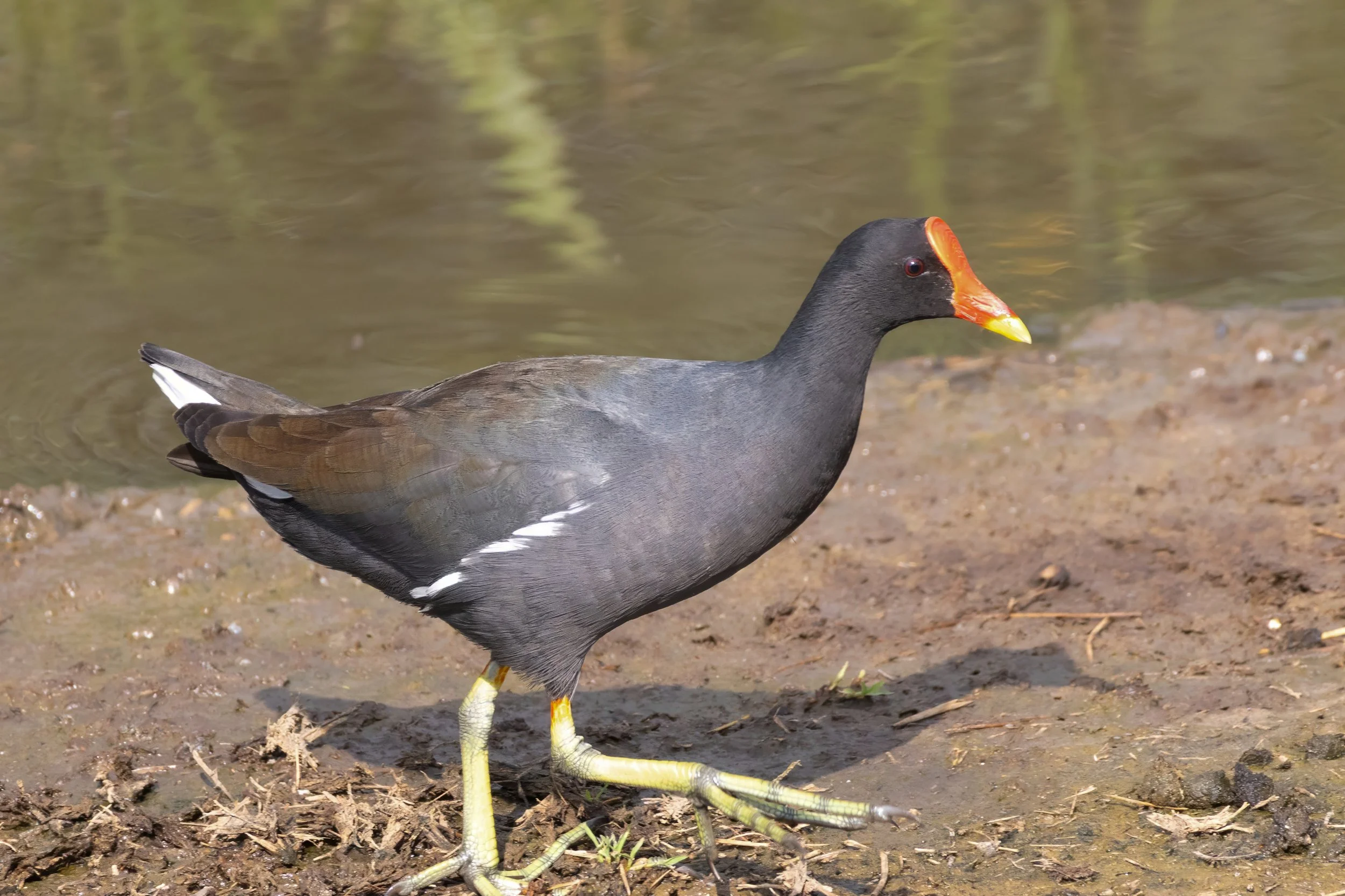 Common Moorhen