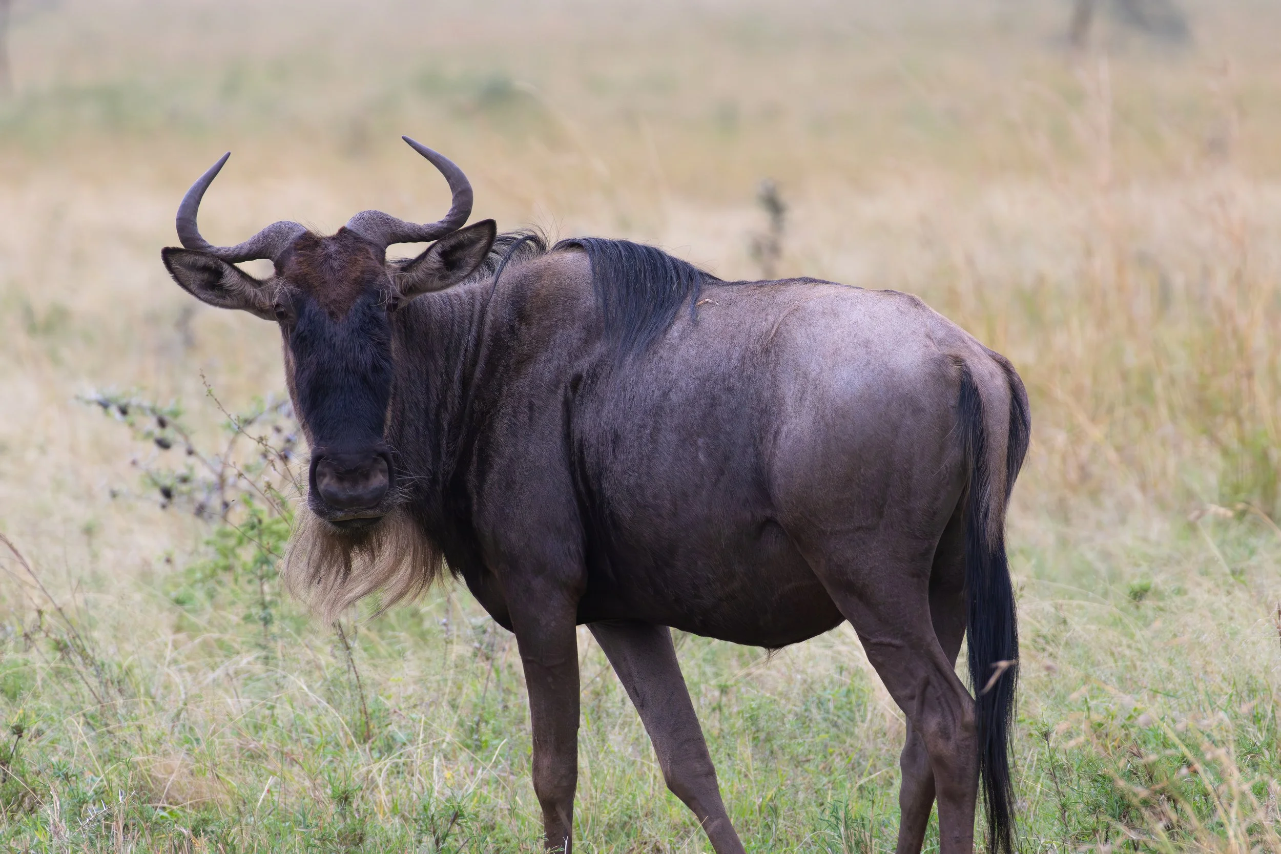 Wildebeest (Swahili: Nyumbu Ya Montu)