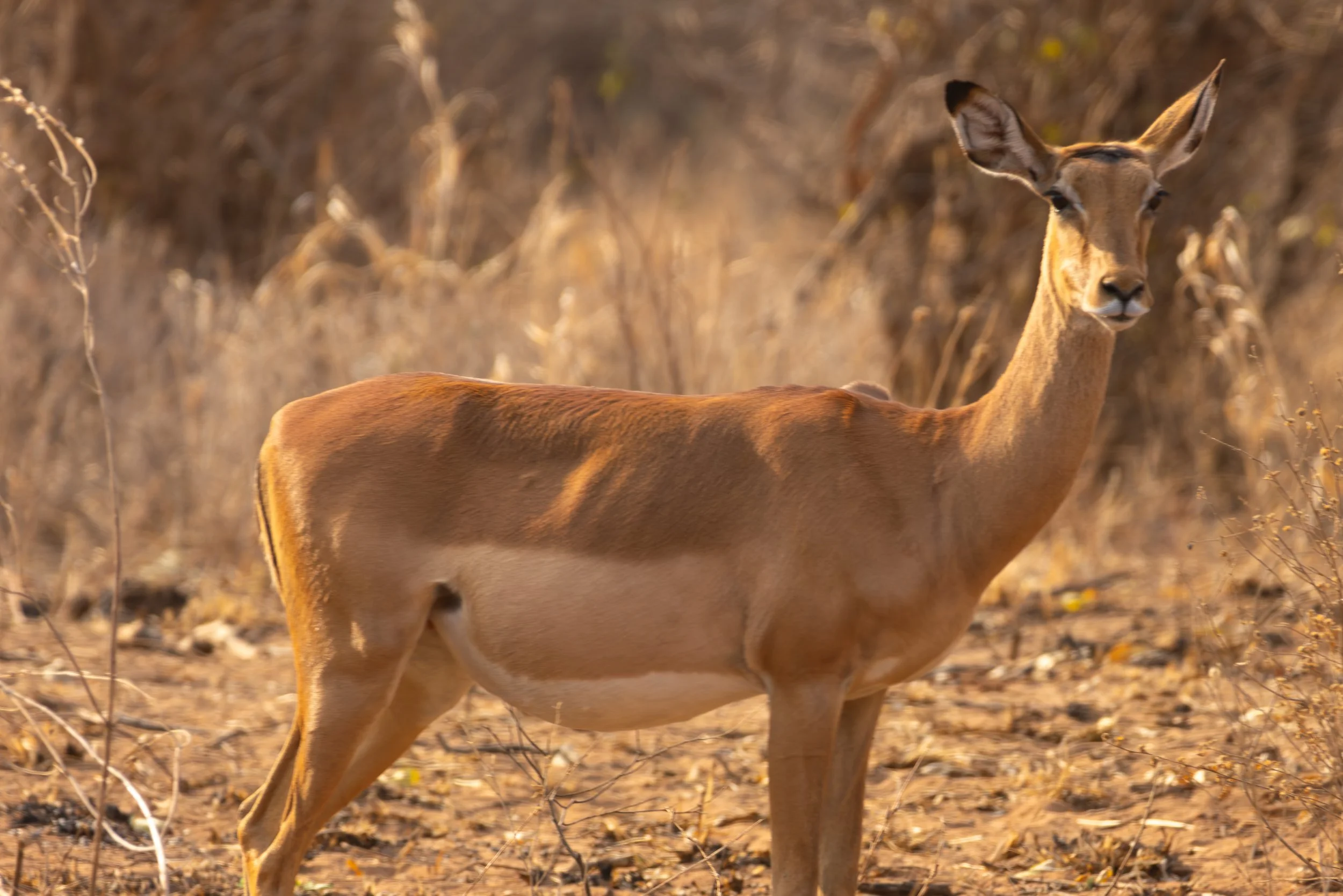 Grant's Gazelle (Swahili: Swala granti)