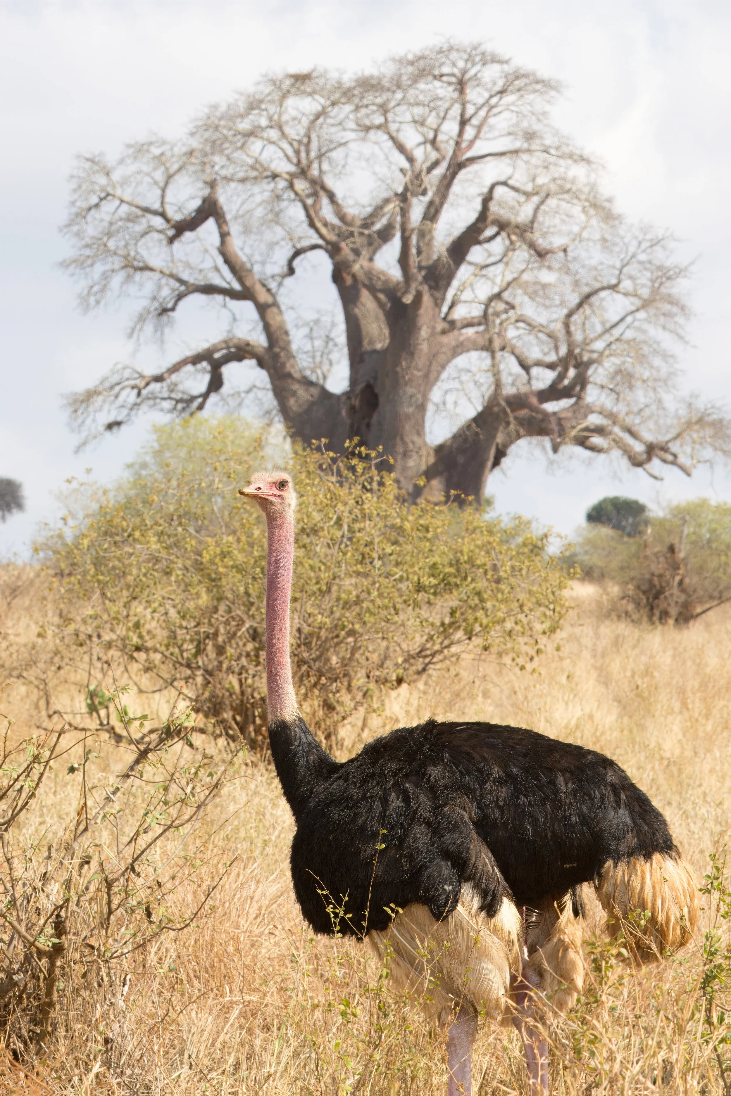 Ostrich (Swahili: Mbuni)