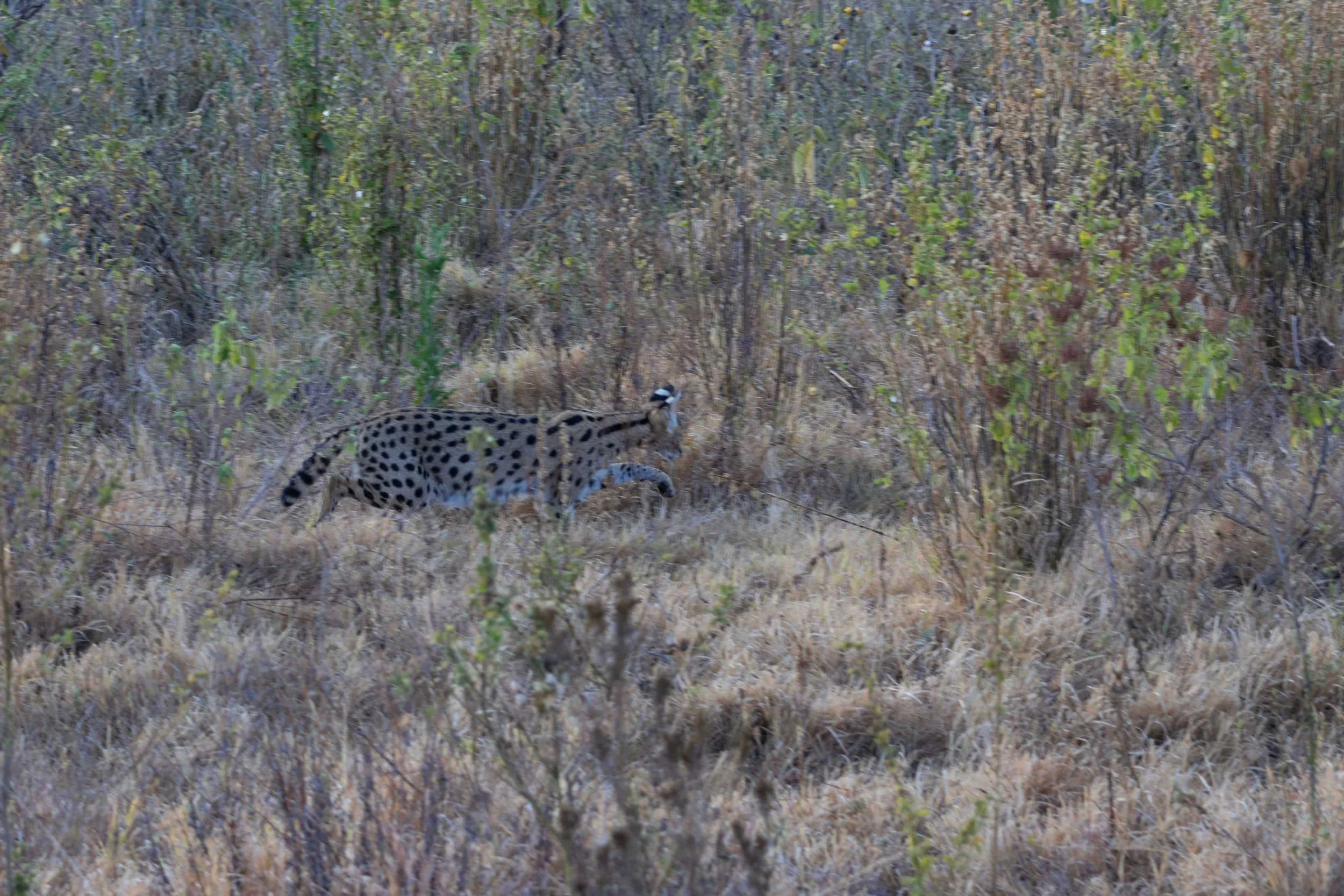 Serval Cat (Leptailurus serval)
