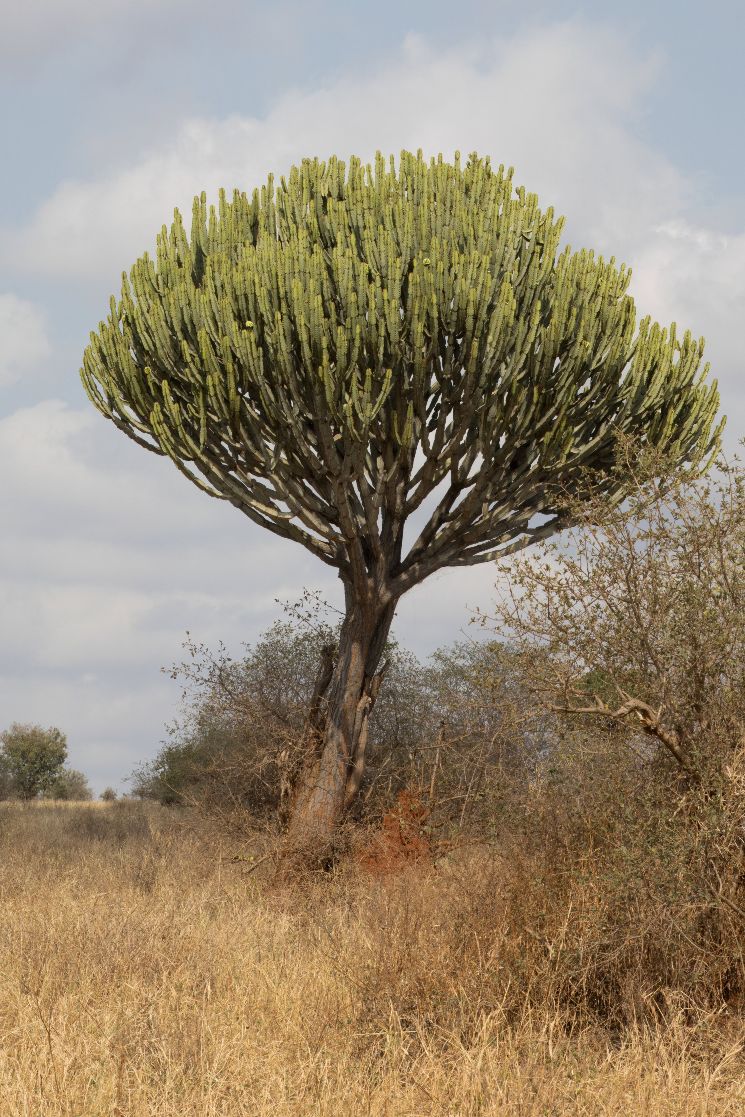 Candelabra tree or naboom