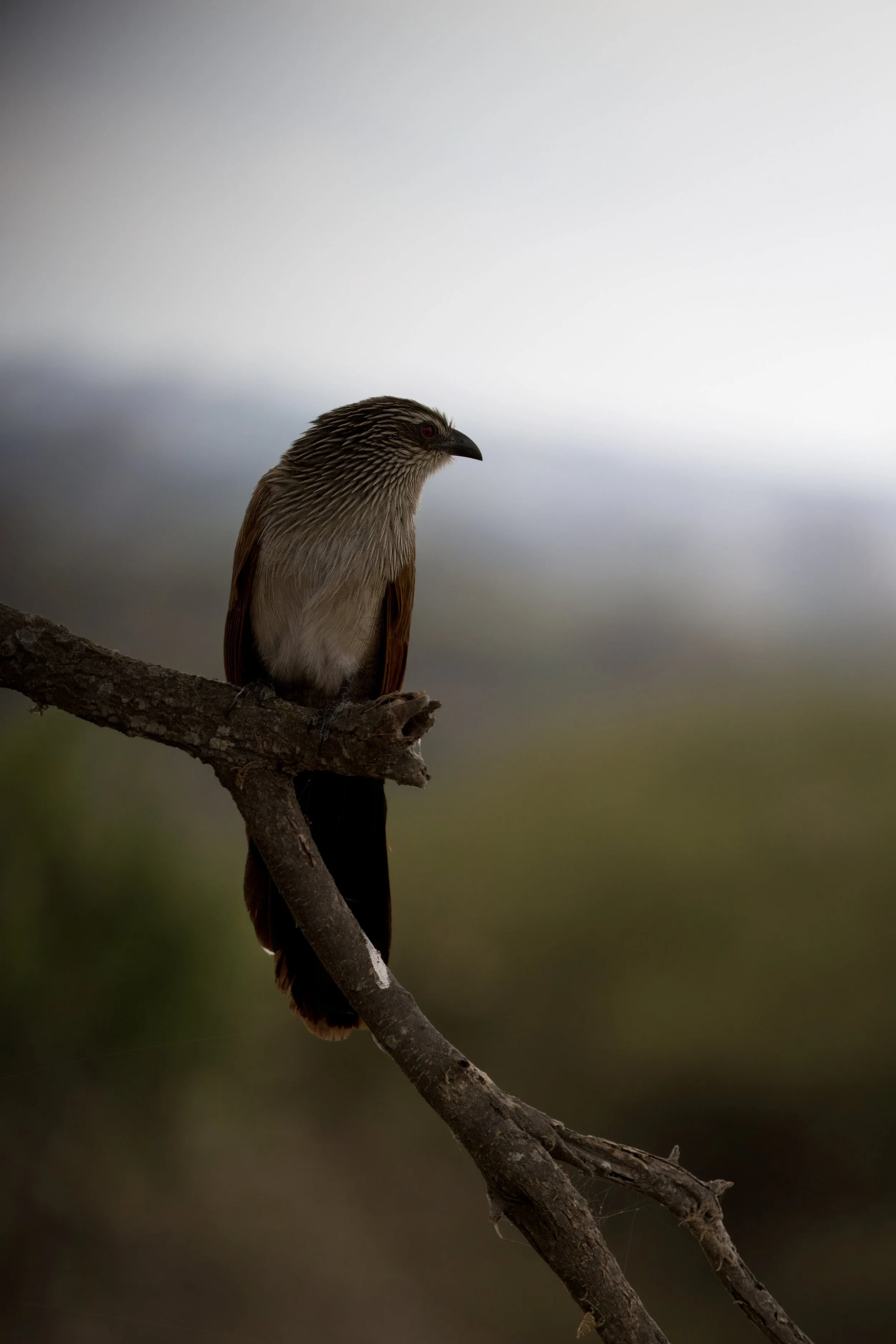 White-browed Coucal