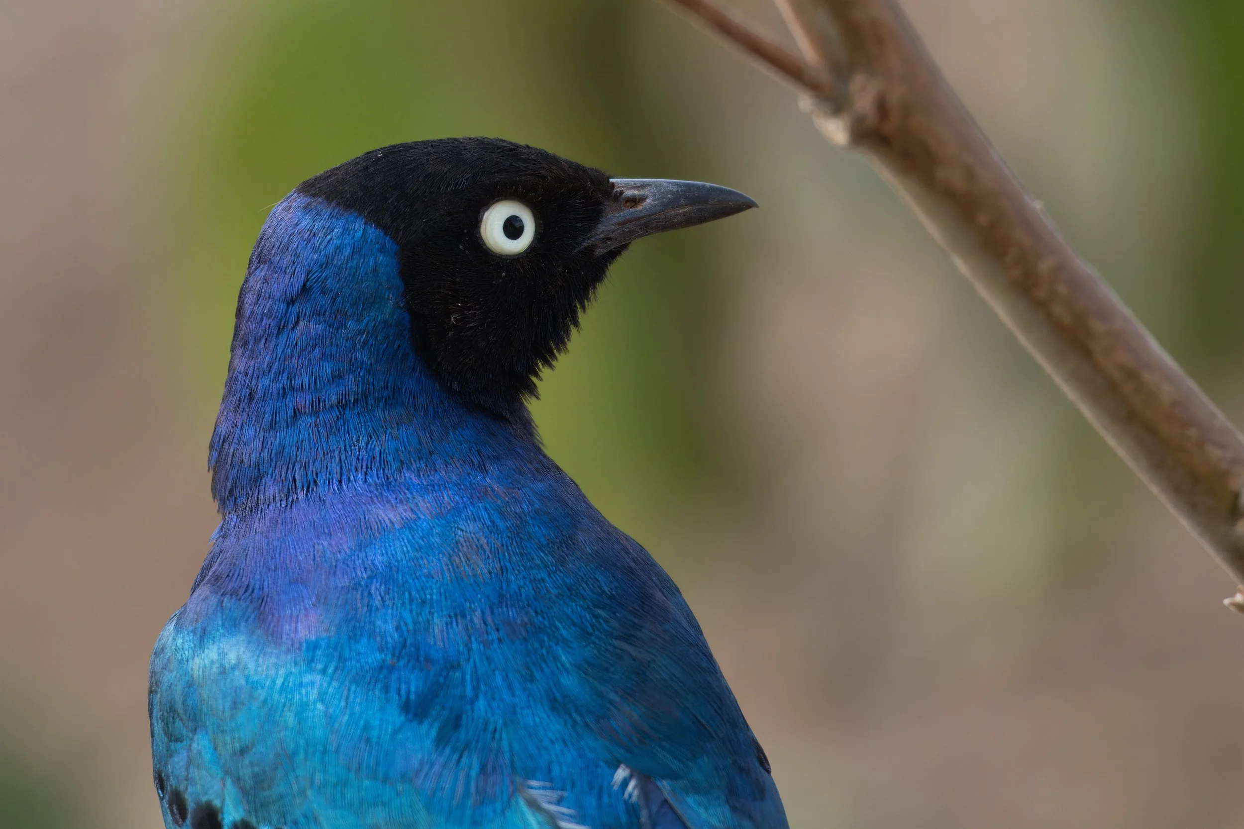 Superb starling