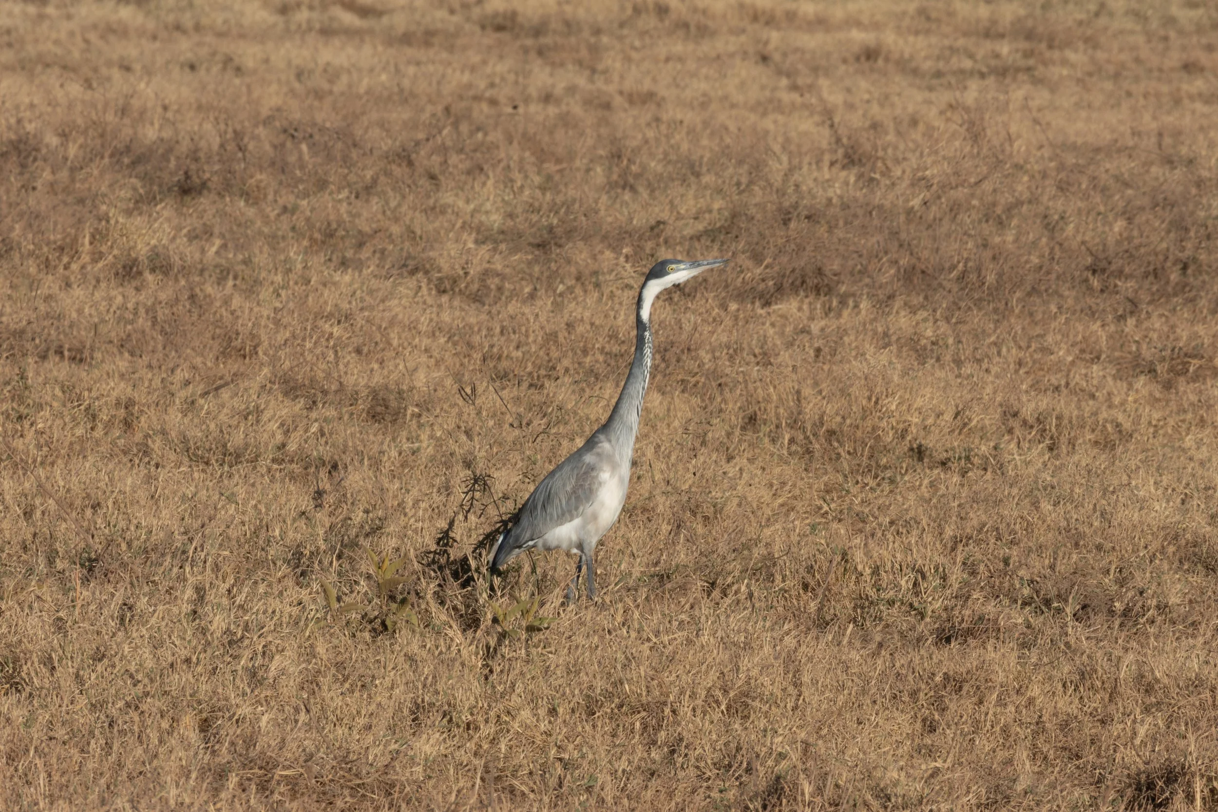 Black Headed Heron
