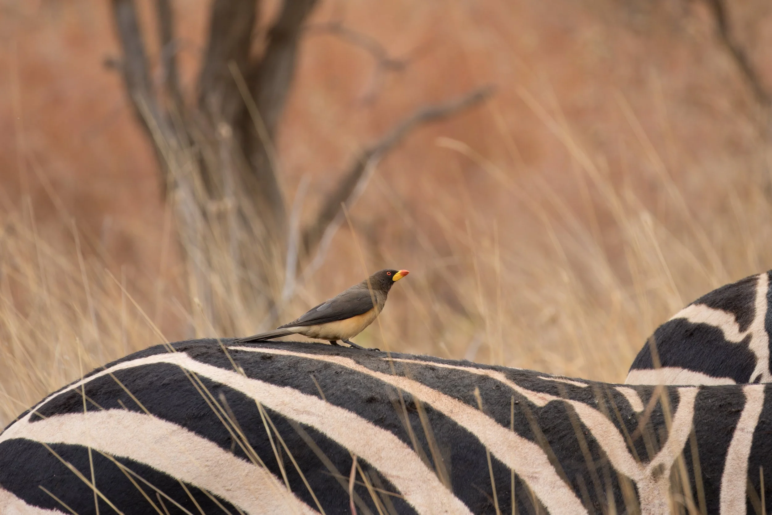 Yellow-billed oxpecker