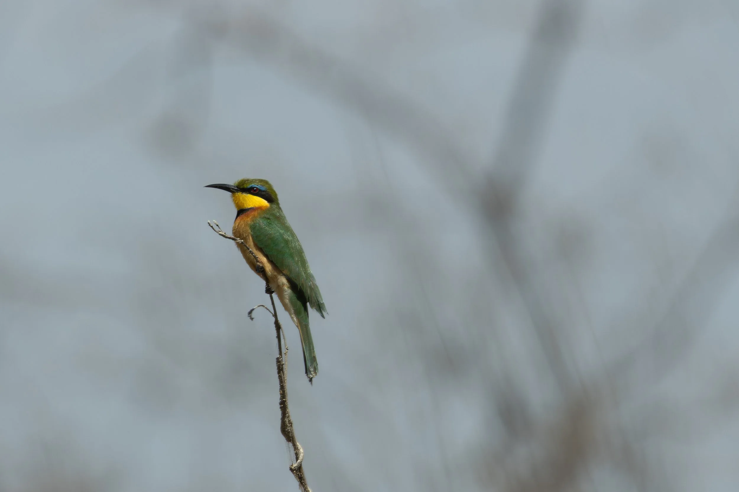 Blue-breasted bee-eater