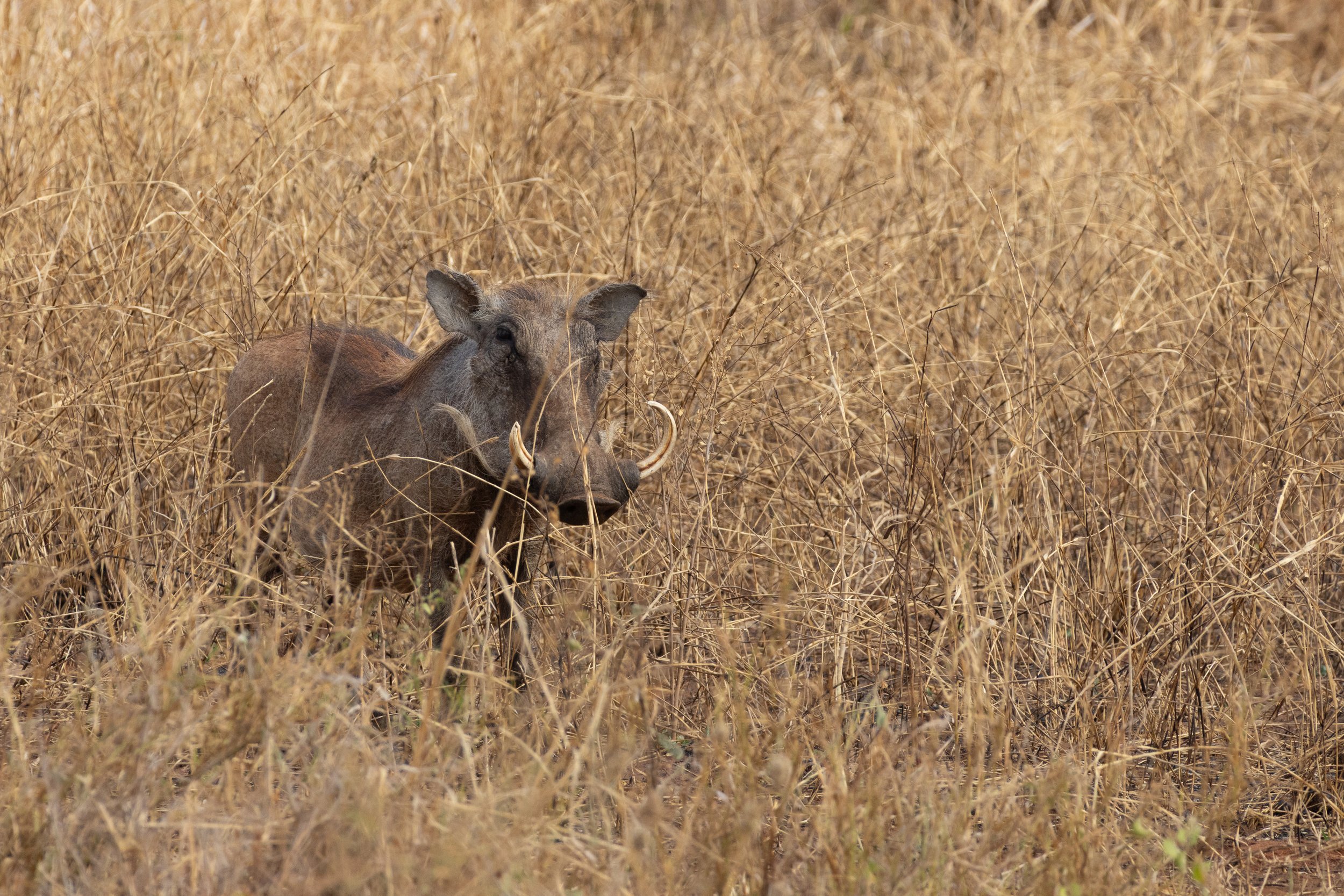 Warthog (Swahili: Ngiki/Ngiri/Gwasi)