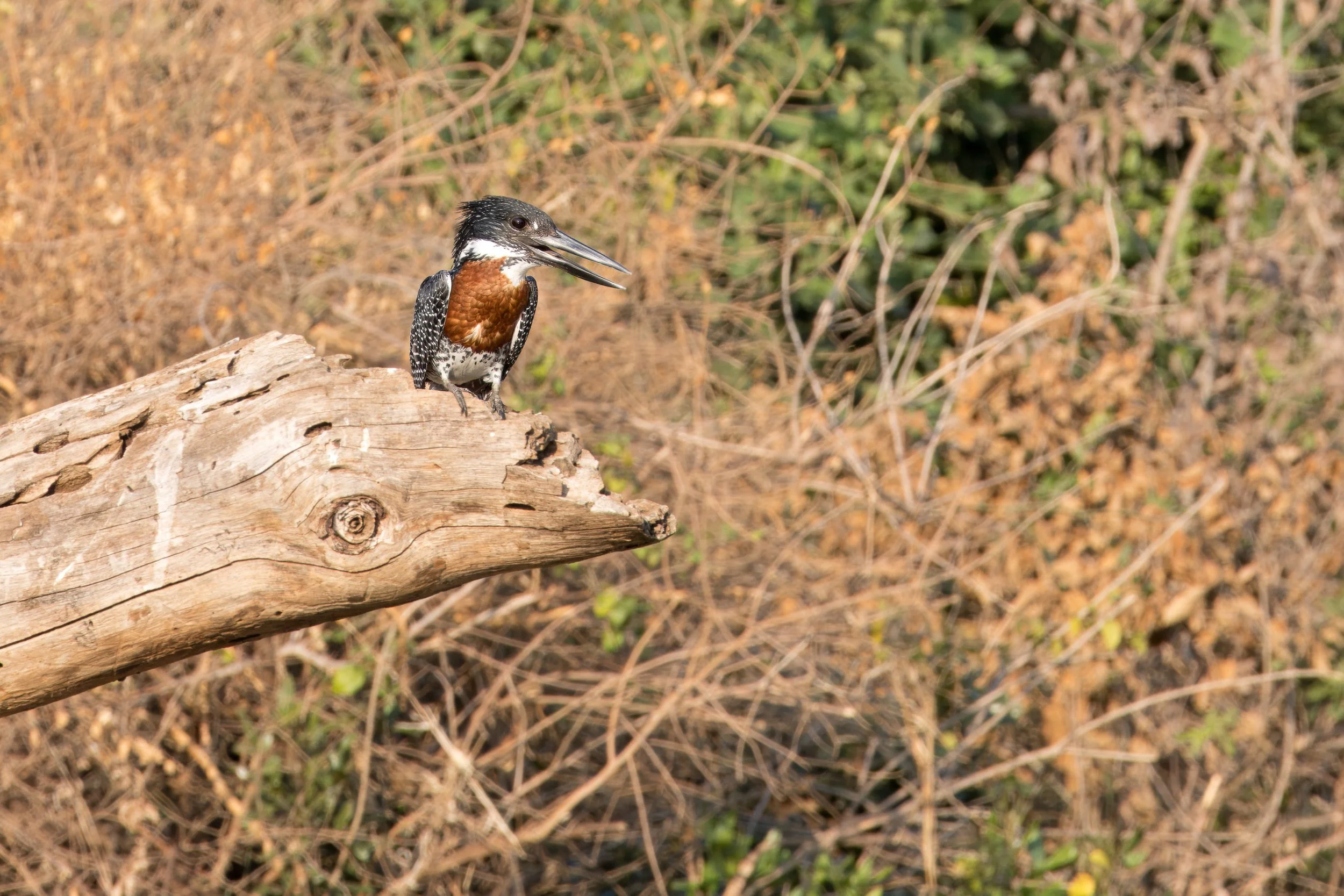 Giant Kingfisher