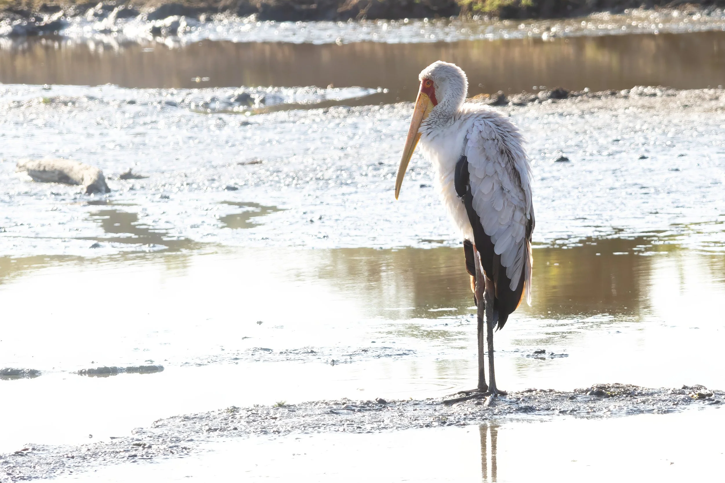 Yellow-billed stork