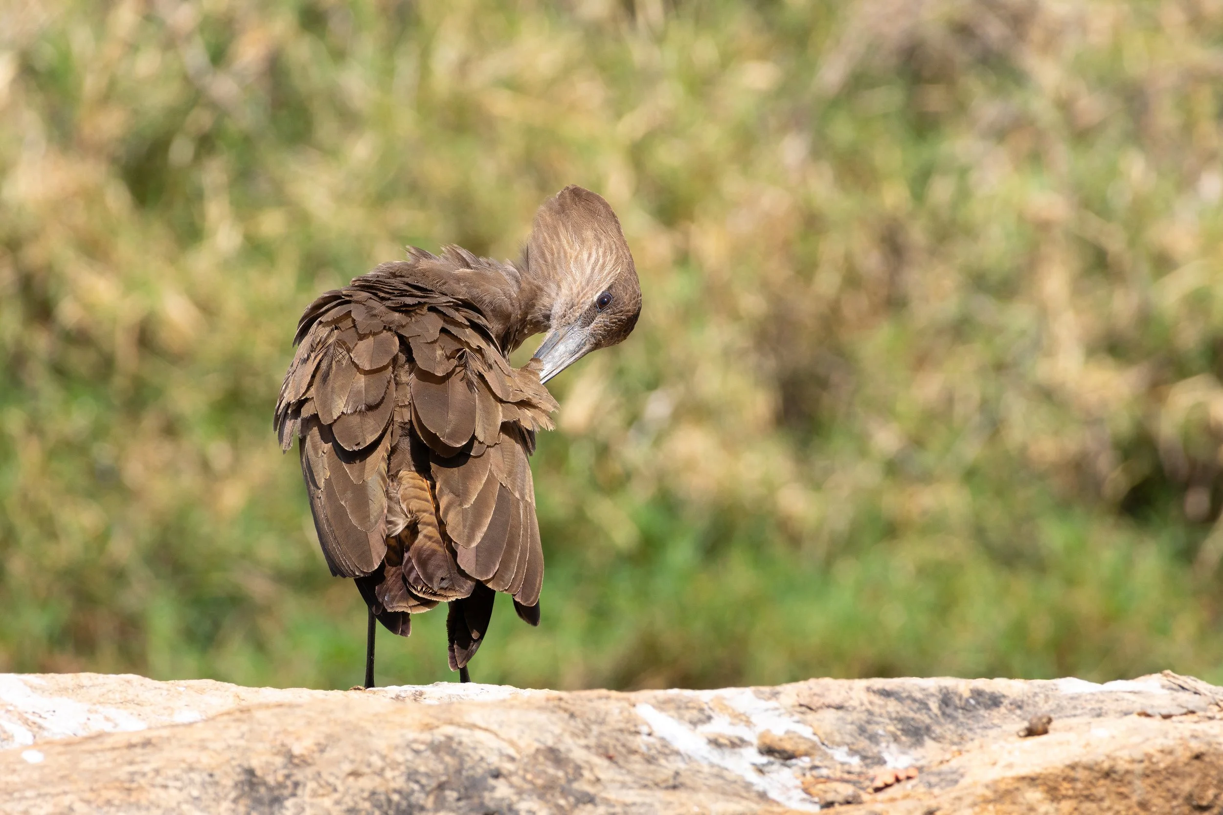 Hamerkop (Scopus umbretta)