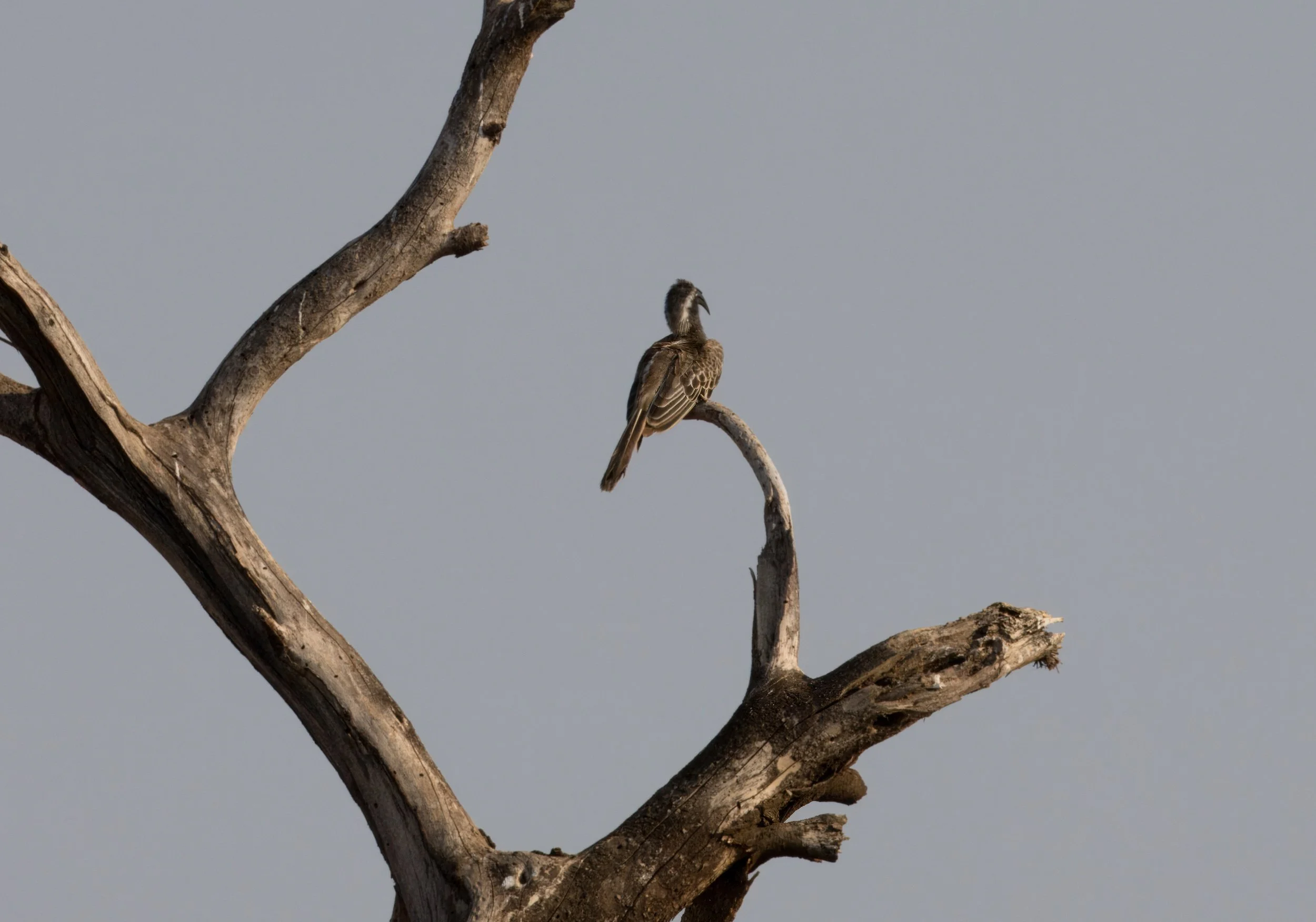 African grey hornbill