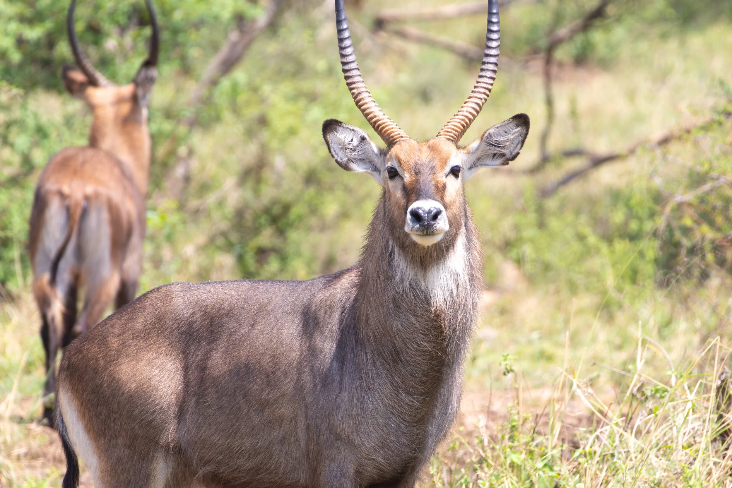 Waterbuck