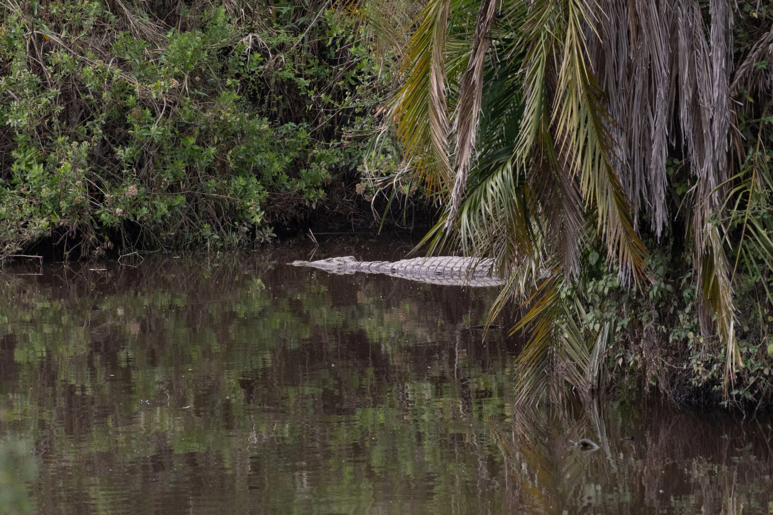 Nile Crocodile (Swahili: Mamba)