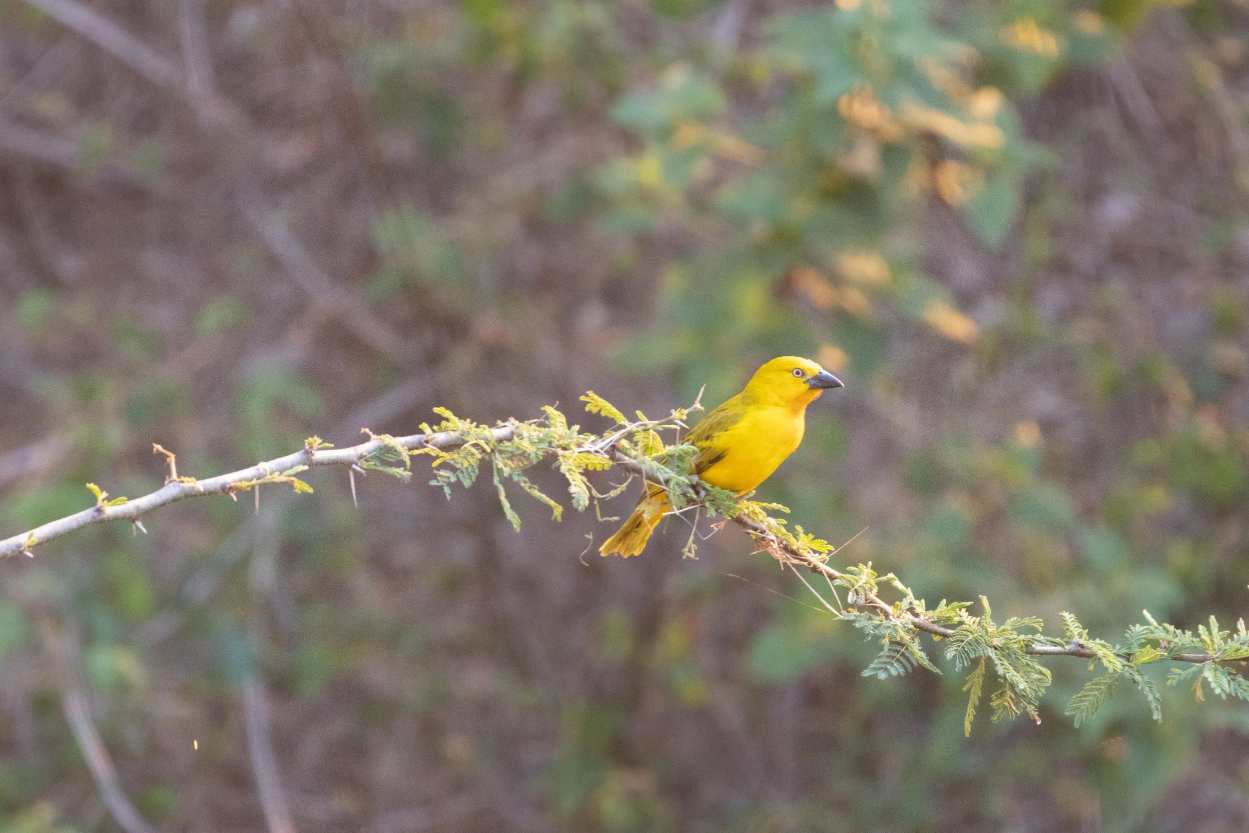 Holub's golden weaver