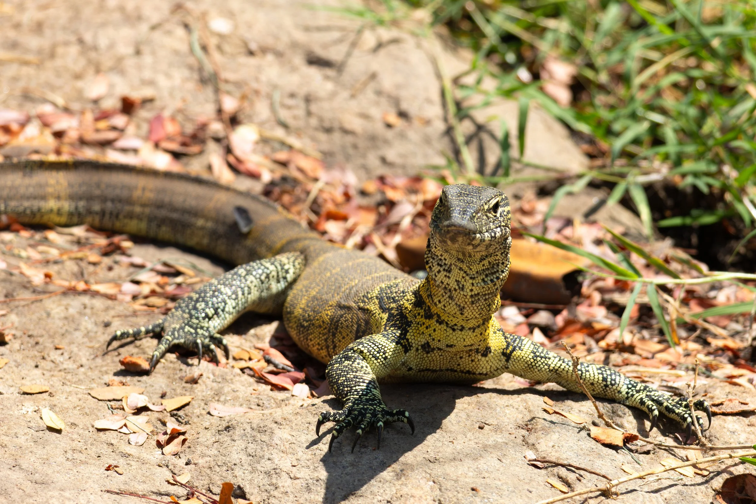 Nile Monitor Lizard