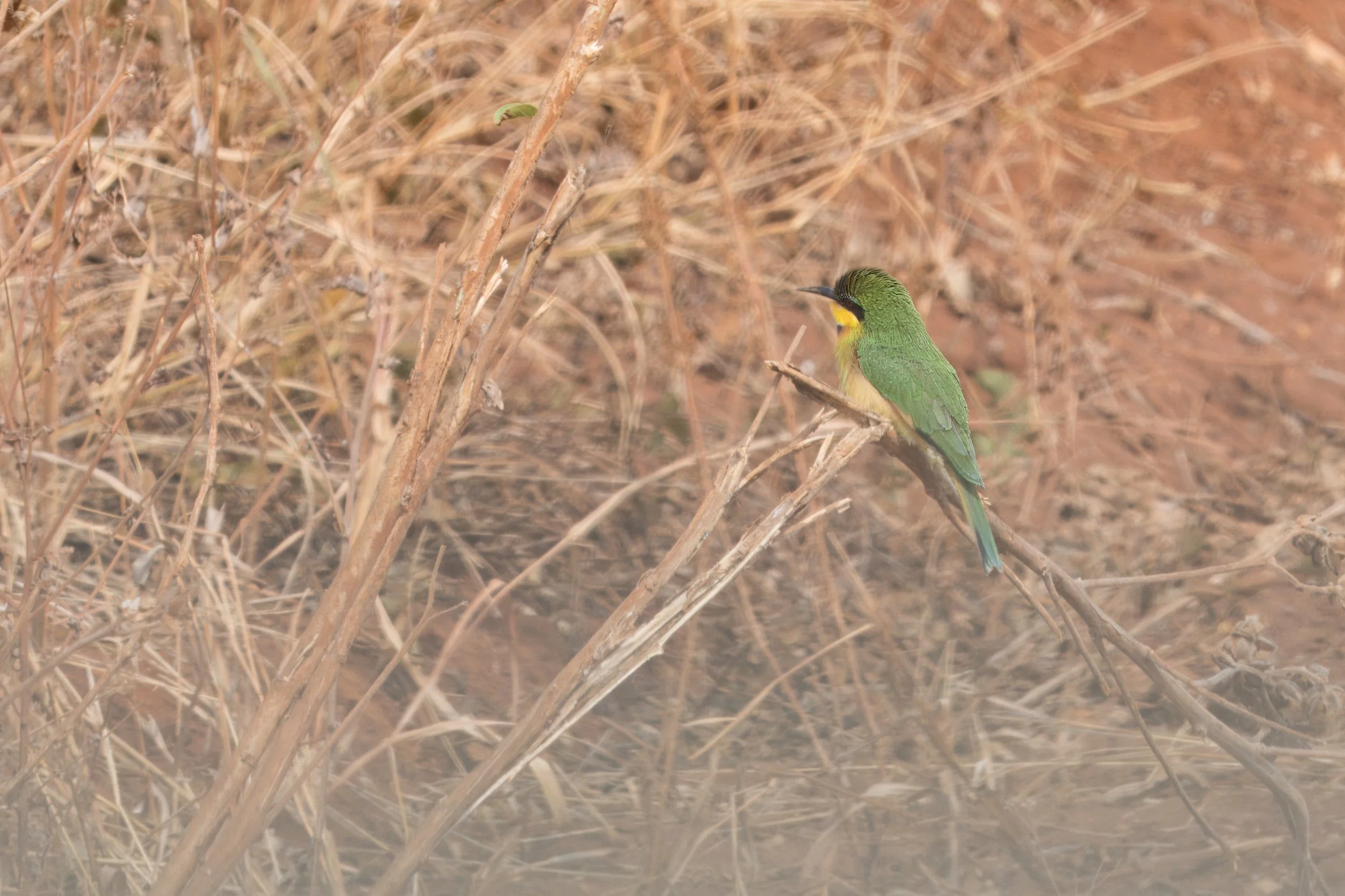Little Bee-eater
