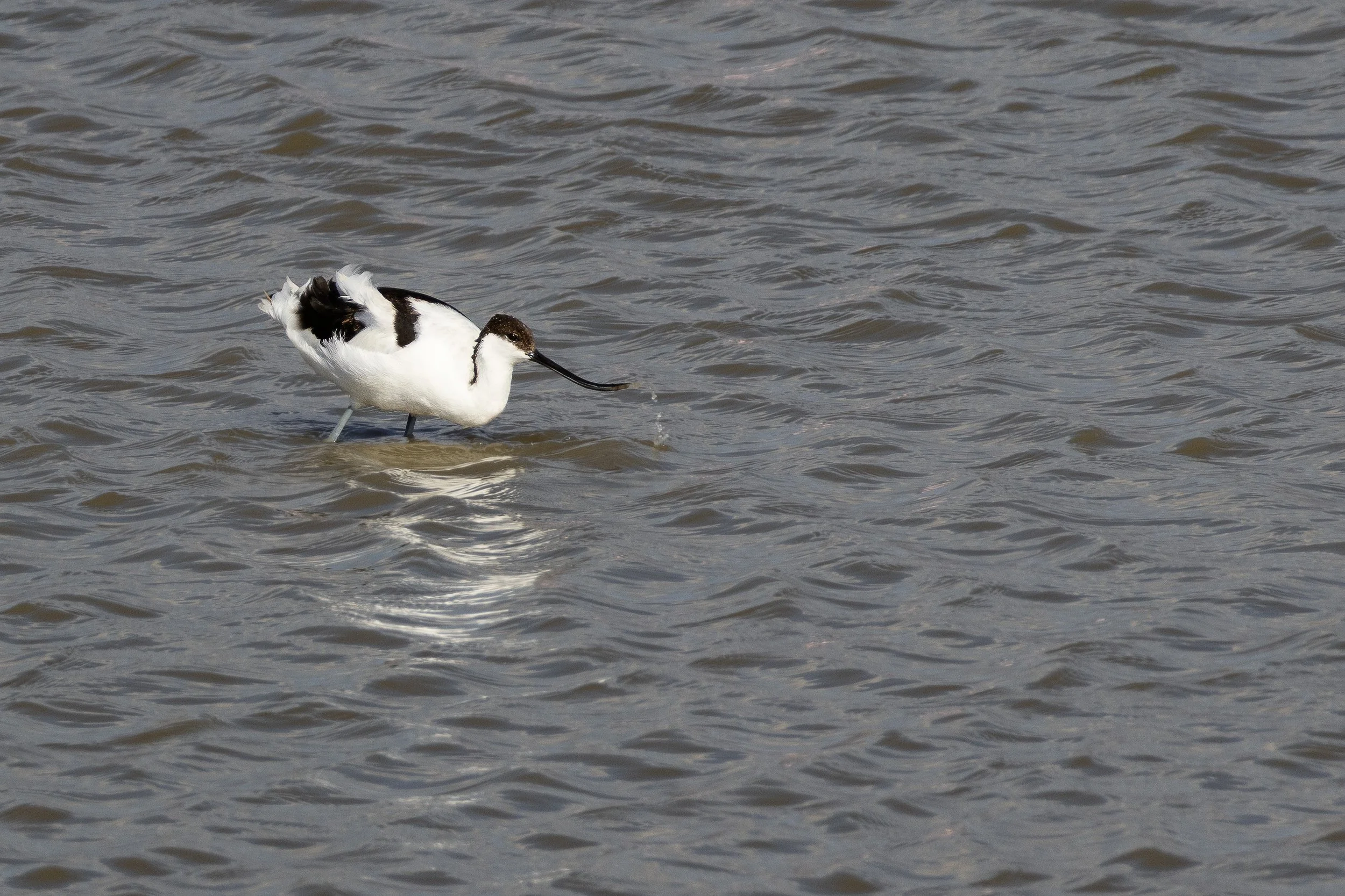 Pied avocet