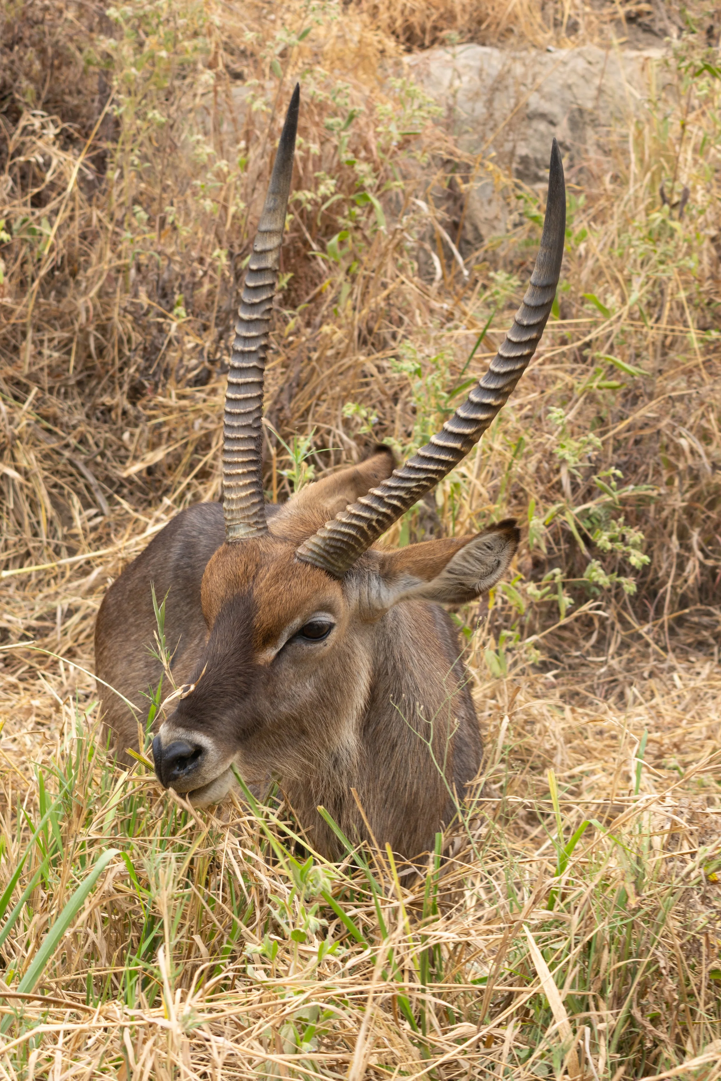 Waterbuck (Swahili: Kuro)