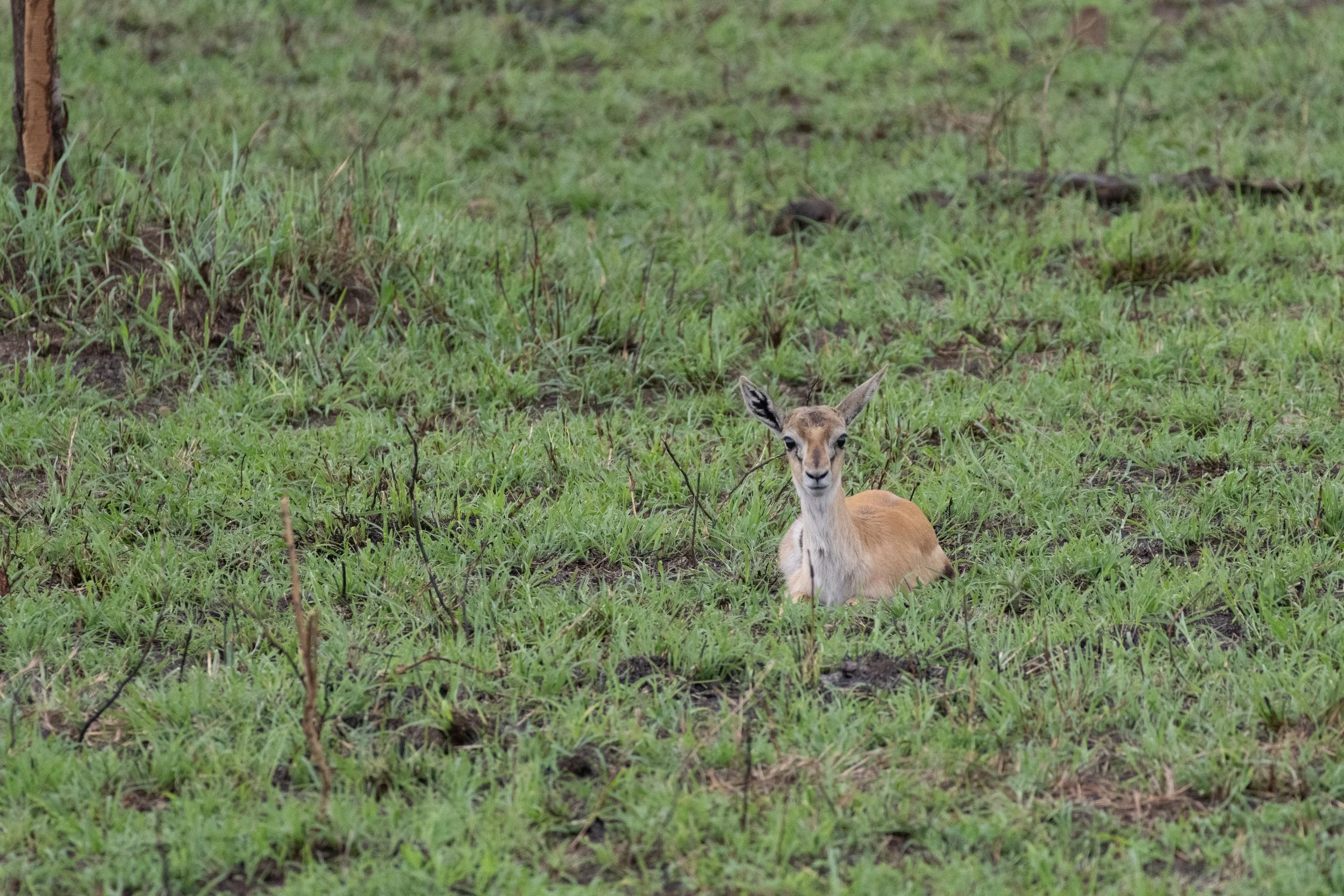 A young Dik Dik, the smallest antelope in Africa. Fully grown, they stand 12 to 15 inches at the shoulder.
