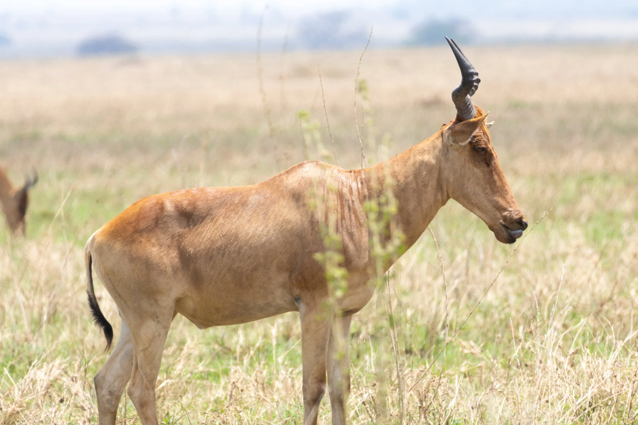 Coke's Hartebeest (Swahili: Kongoni)