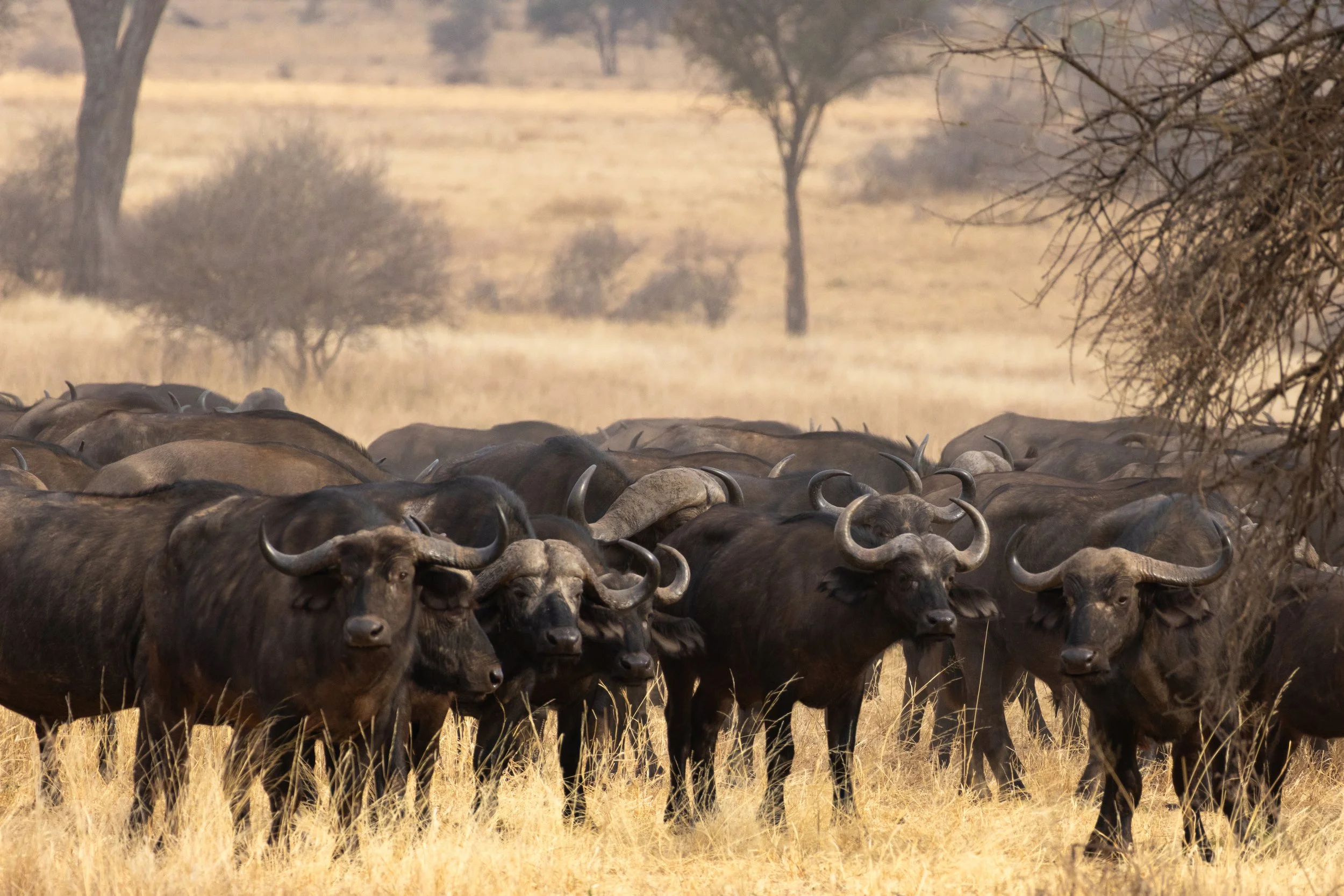 African Cape Buffalo (Swahili: Nyati/Mbogo)