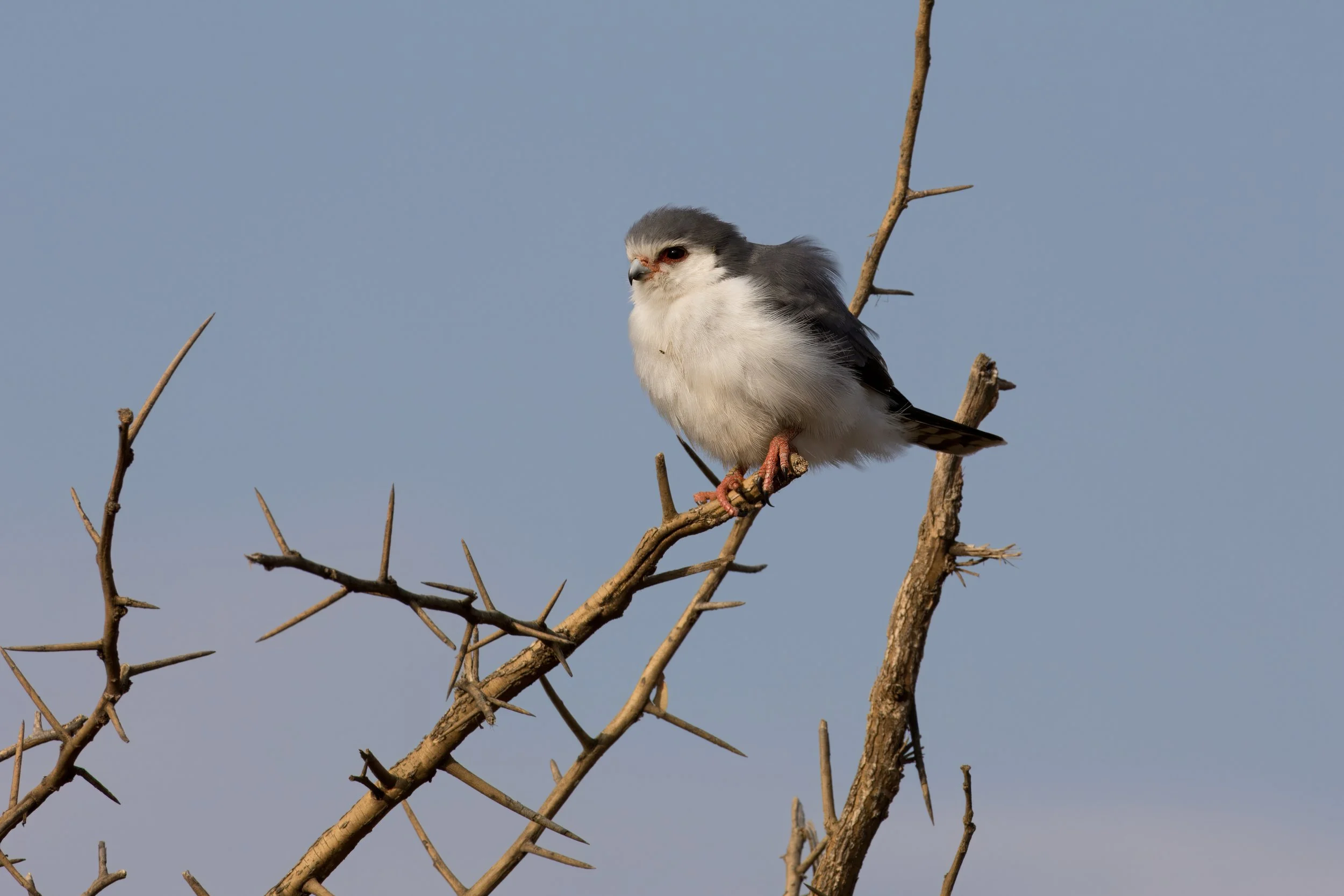 African pygmy-falcon