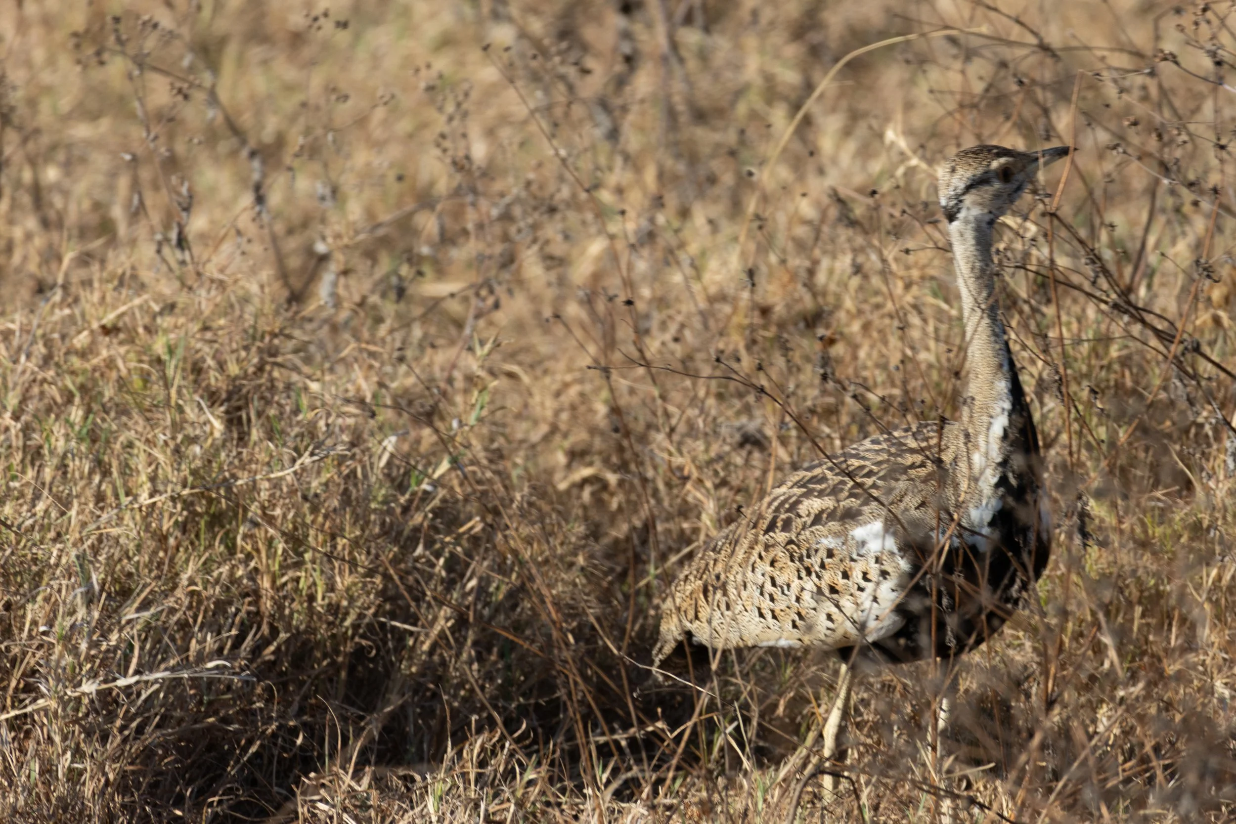 Black-bellied bustard