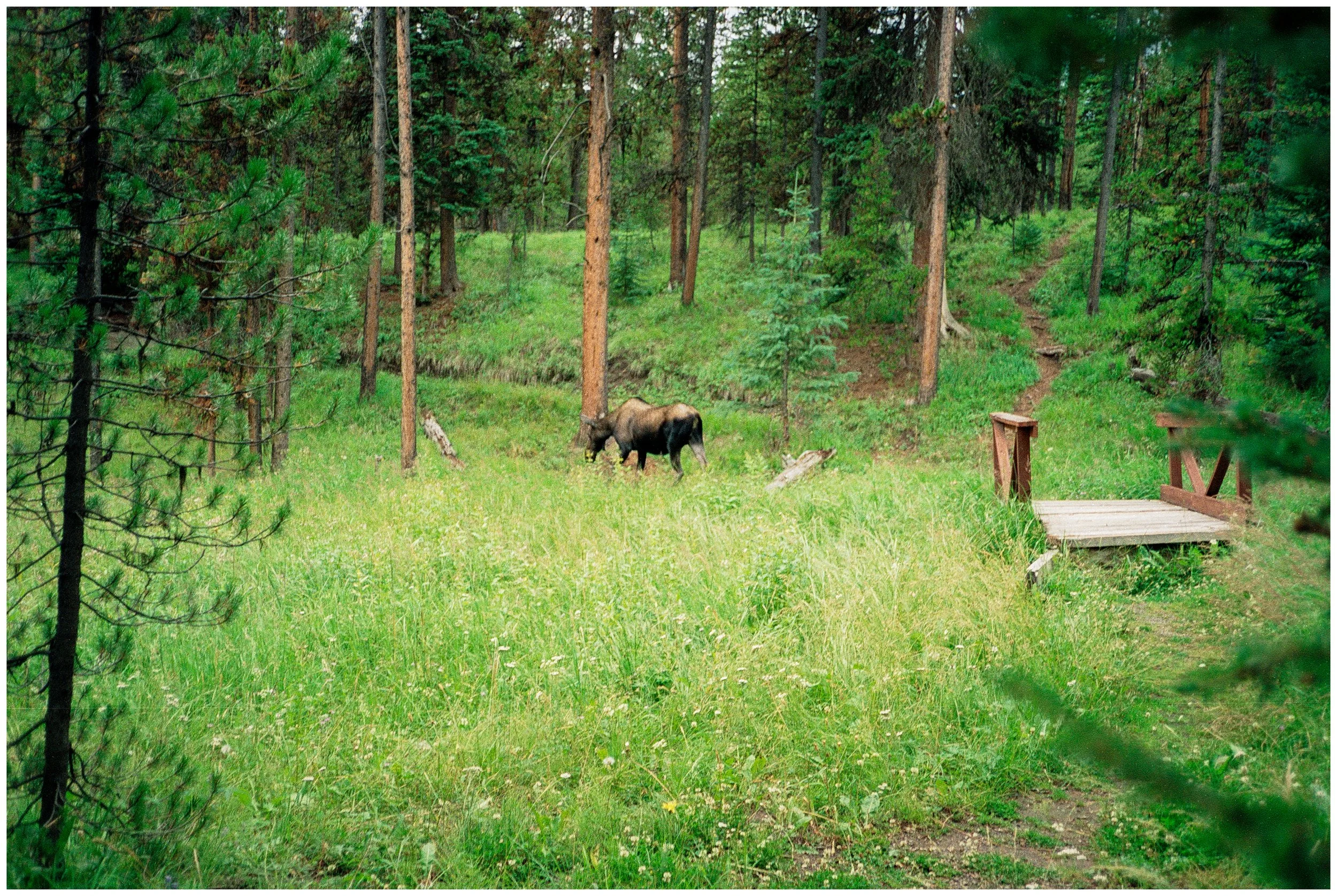 091. Moose At Lewis Lake_sm.jpg
