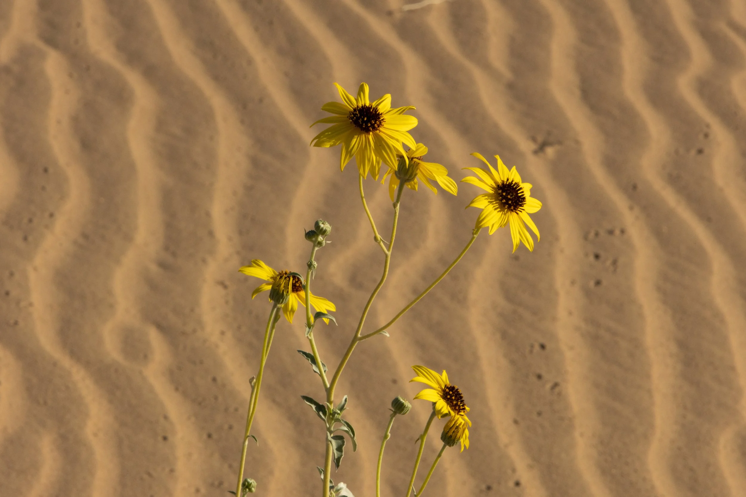 _97A3067.jpg