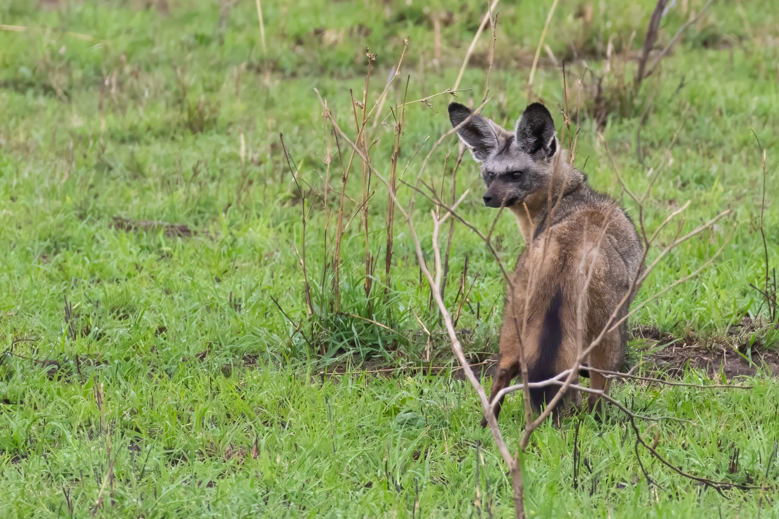 Bat-eared Fox
