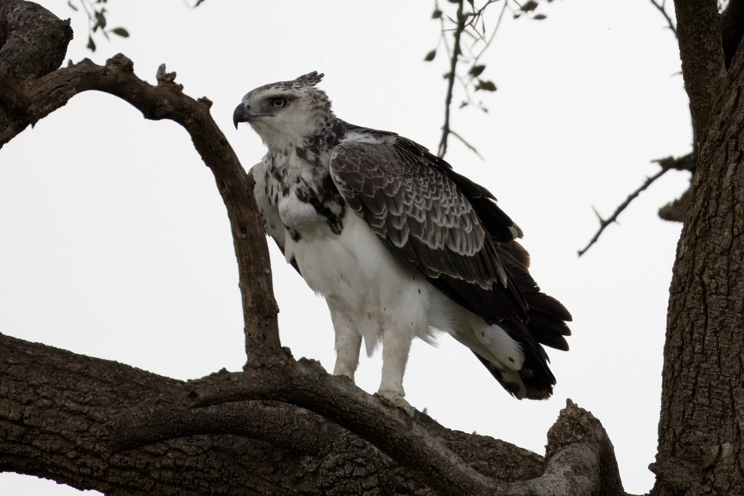 Martial eagle (Polemaetus bellicosus)