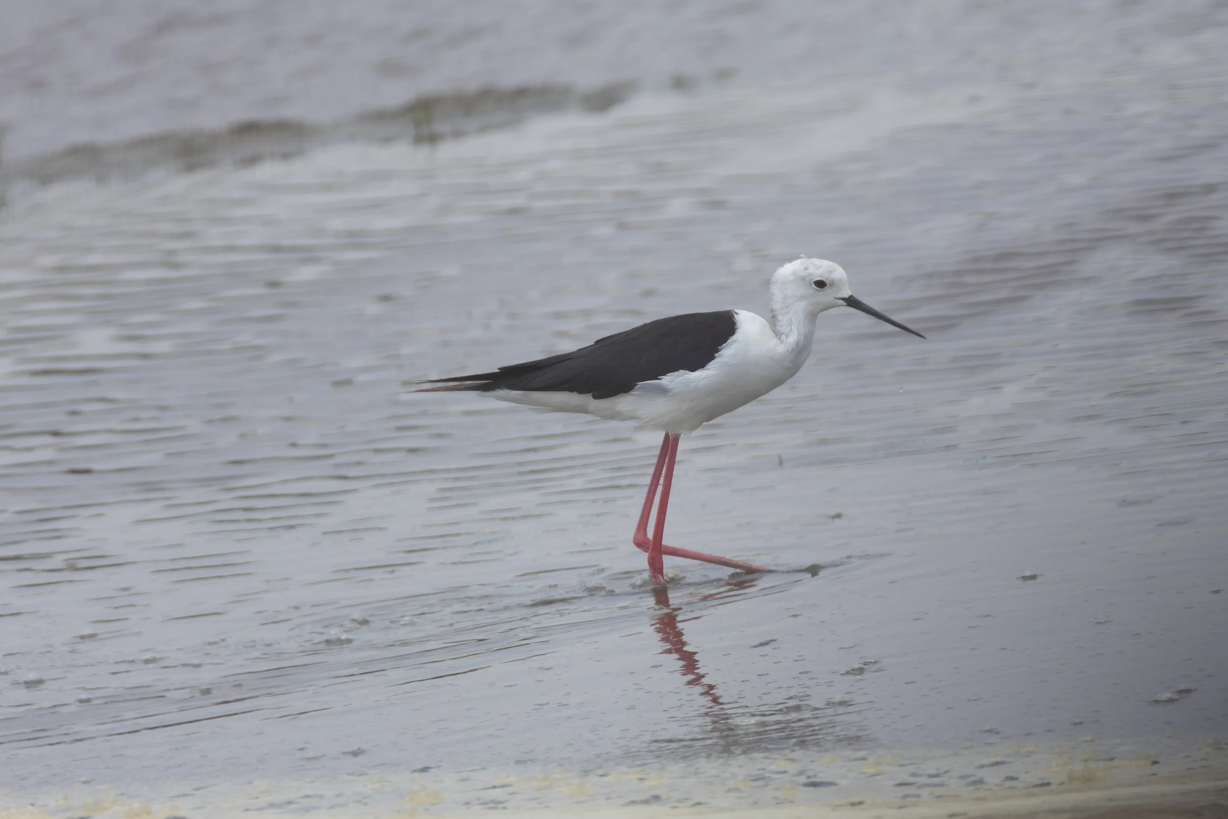 Black-winged stilt