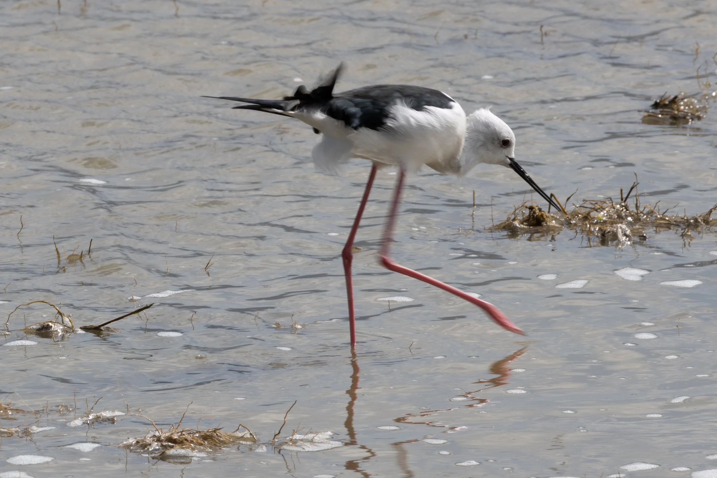 Black-winged stilt