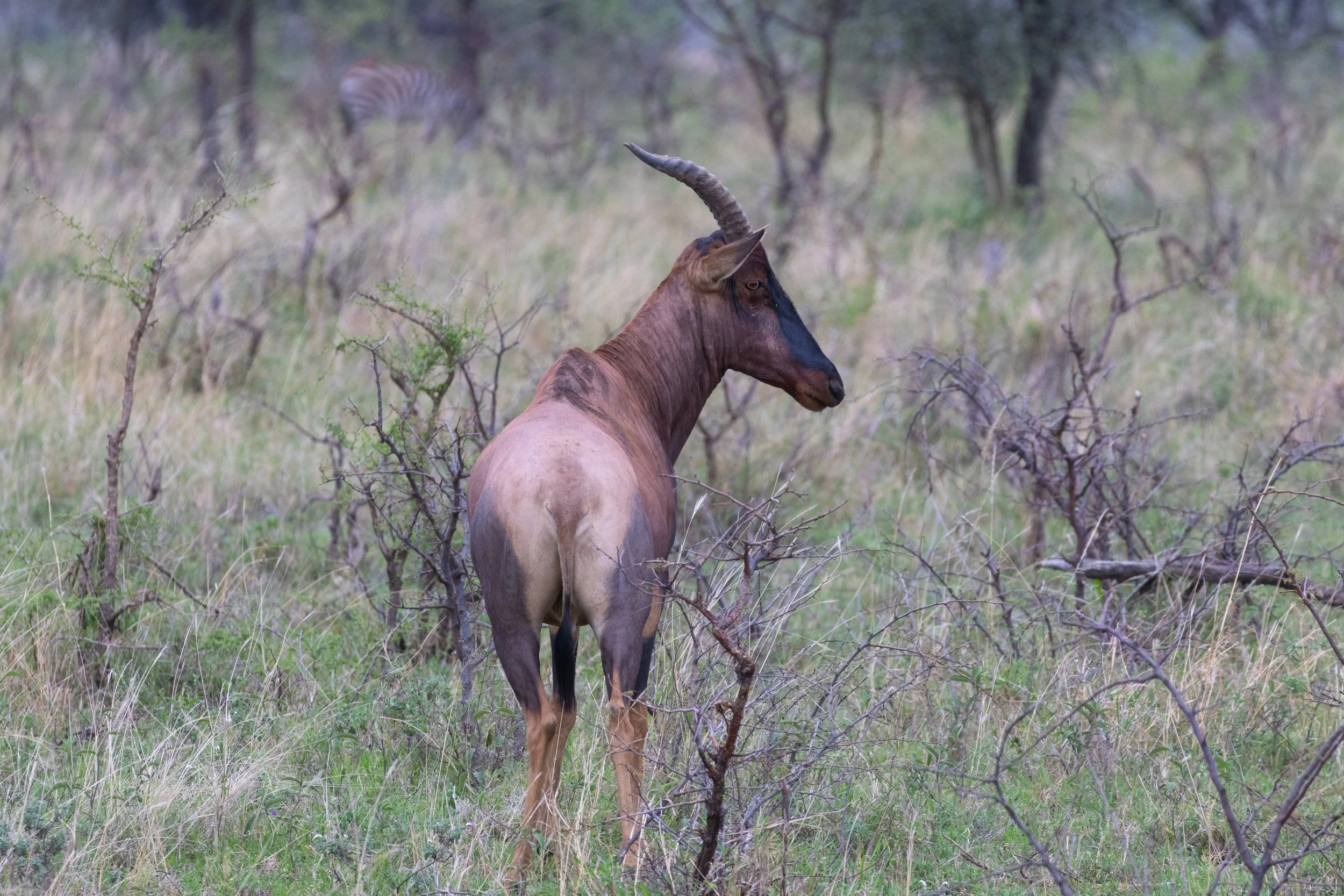 Topi (Swahili: Nyemara/Paa)
