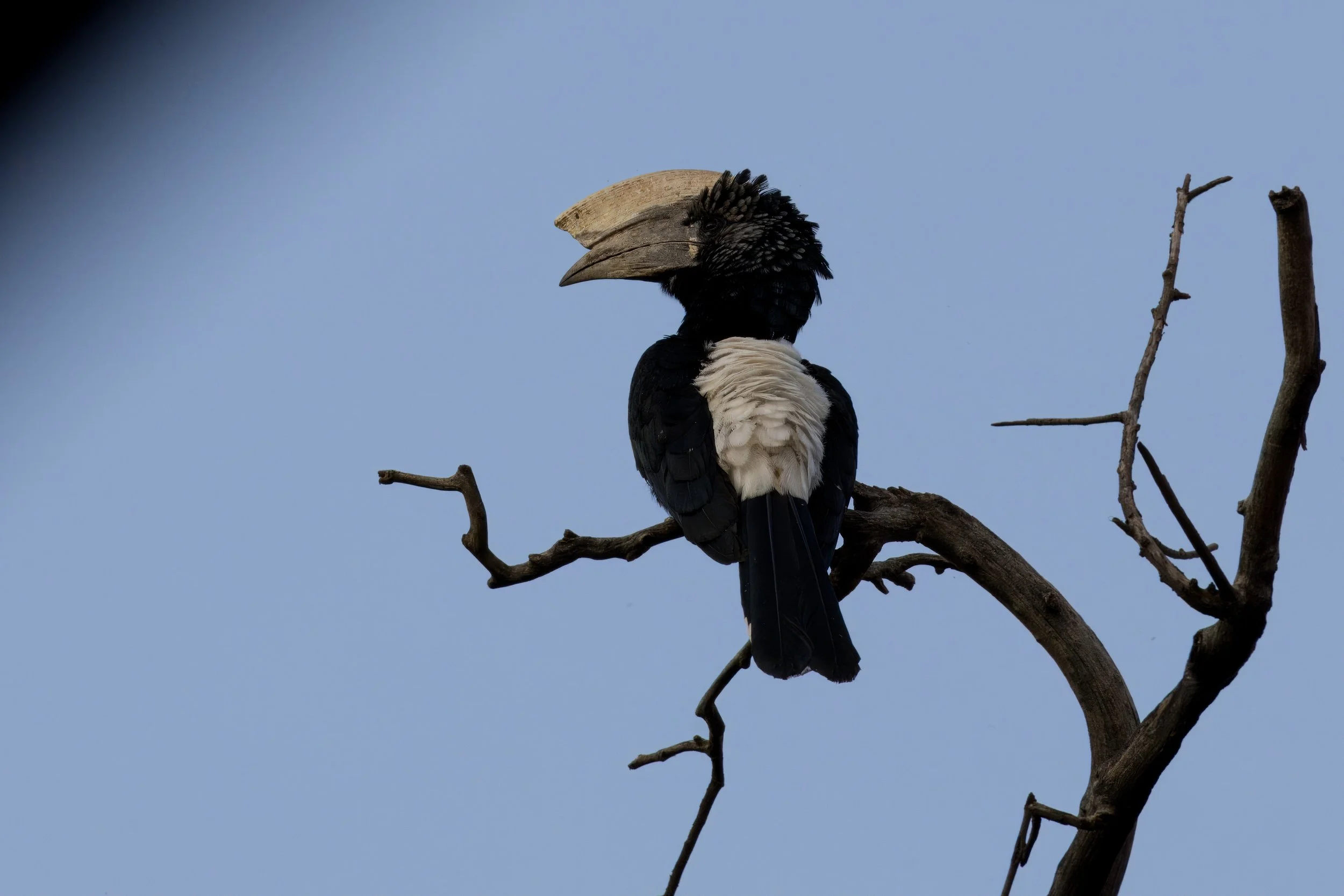 Black-and-white-casqued hornbill