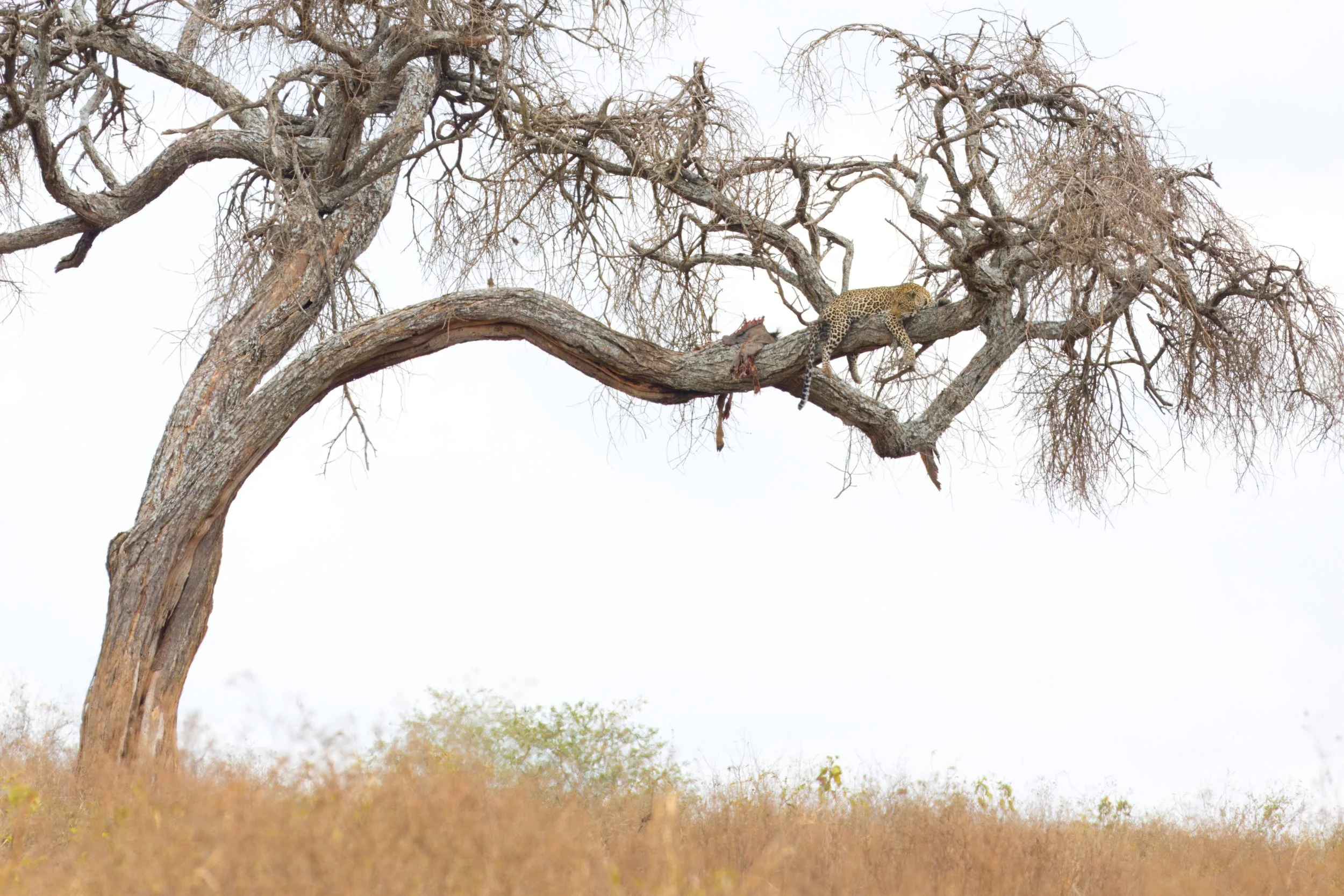 Leopard (Swahili: Chui)
