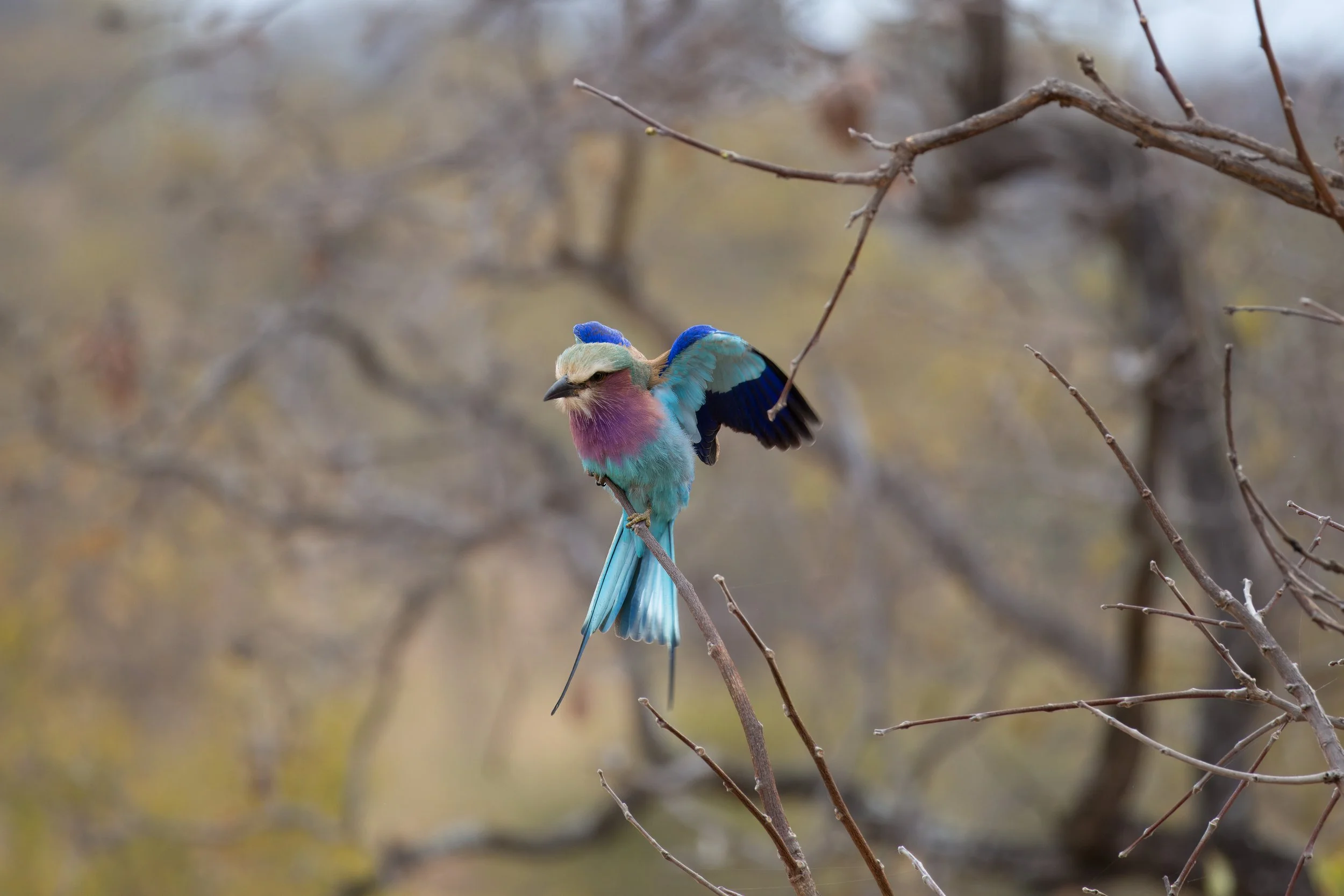 Lilac-breasted roller