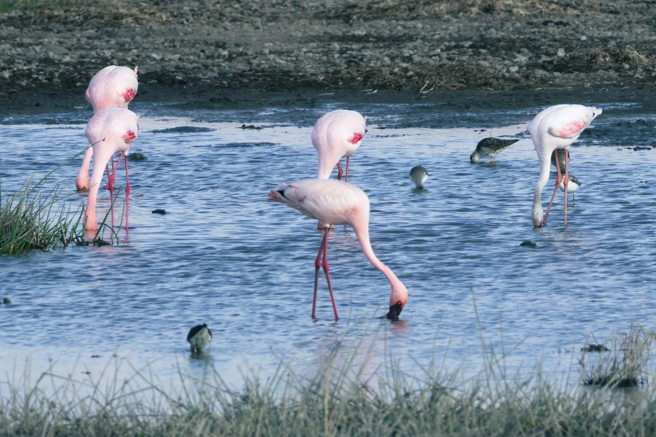 Greater Flamingo