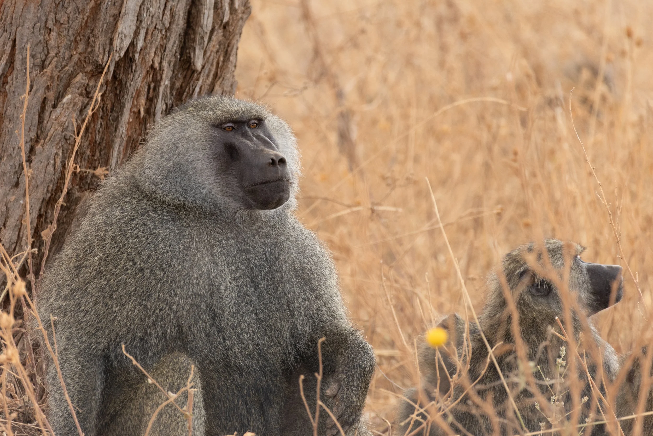 Olive Baboon (Swahili: Nyani)